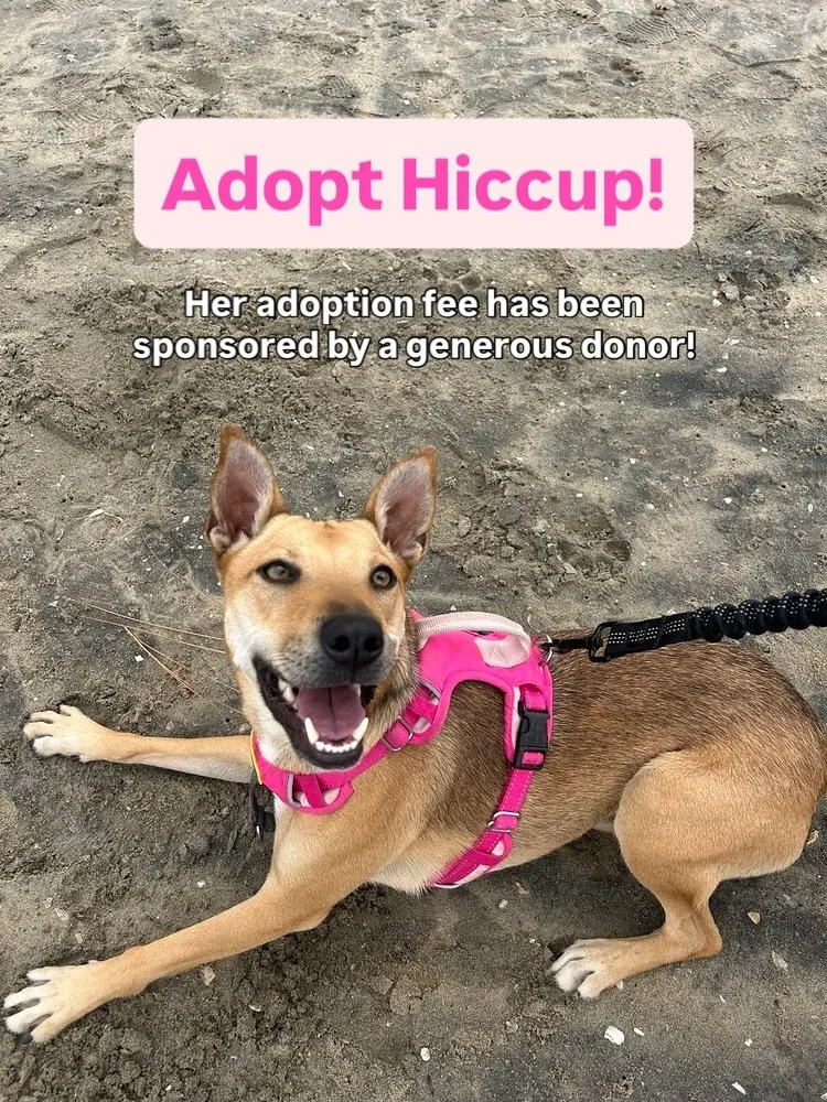 Meet Hiccup, the energetic pup with a big heart and a contagious smile! 🐾

Hiccup was found on the streets of Rosarito, and she&rsquo;s now thriving at her foster home in San Diego. She&rsquo;s a fun-loving girl who is ready to find her forever home