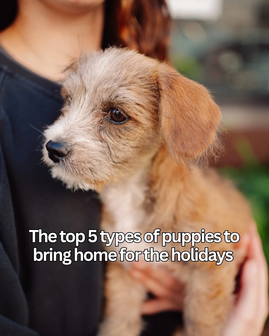 The holidays are a popular time of year to add a new furry friend to the family. But it's also the time of year when shelters and rescues need the most support. 

About 2.8 million pets entered shelters and rescues in the US this year, yet total adop