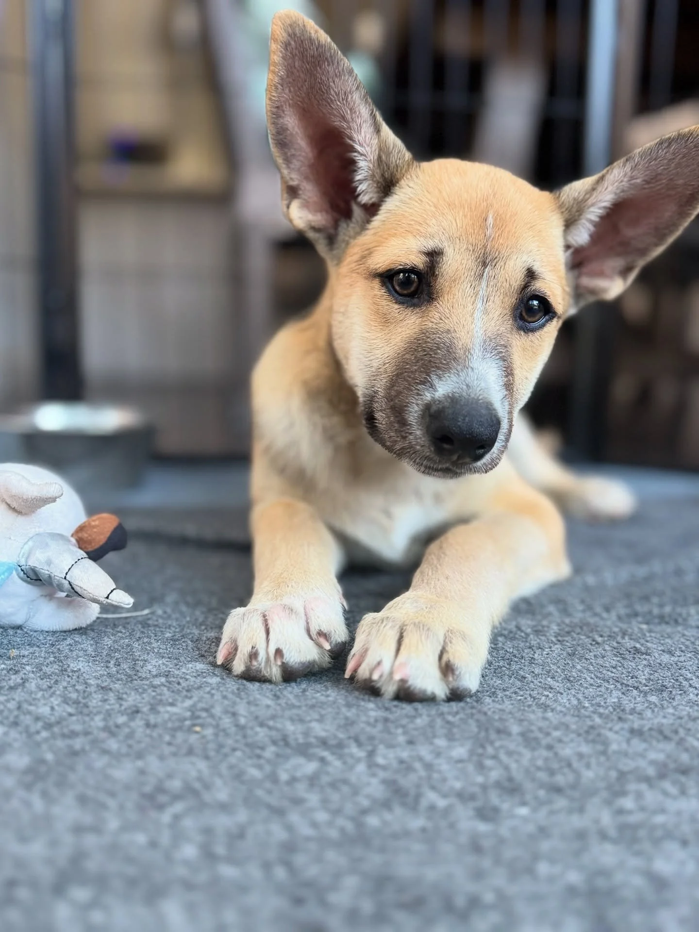 Are you my mamasita?⁣⁣⁣⁣⁣
⁣⁣⁣⁣⁣
Meet Nic, our very own Love Island USA Season 7 heartthrob in dog form. ⁣⁣⁣⁣⁣
⁣⁣⁣⁣⁣
He&rsquo;s a Husky/lab mix with a smile that could light up the fire pit and a heart big enough to make you think, &ldquo;I&rsquo;ve g
