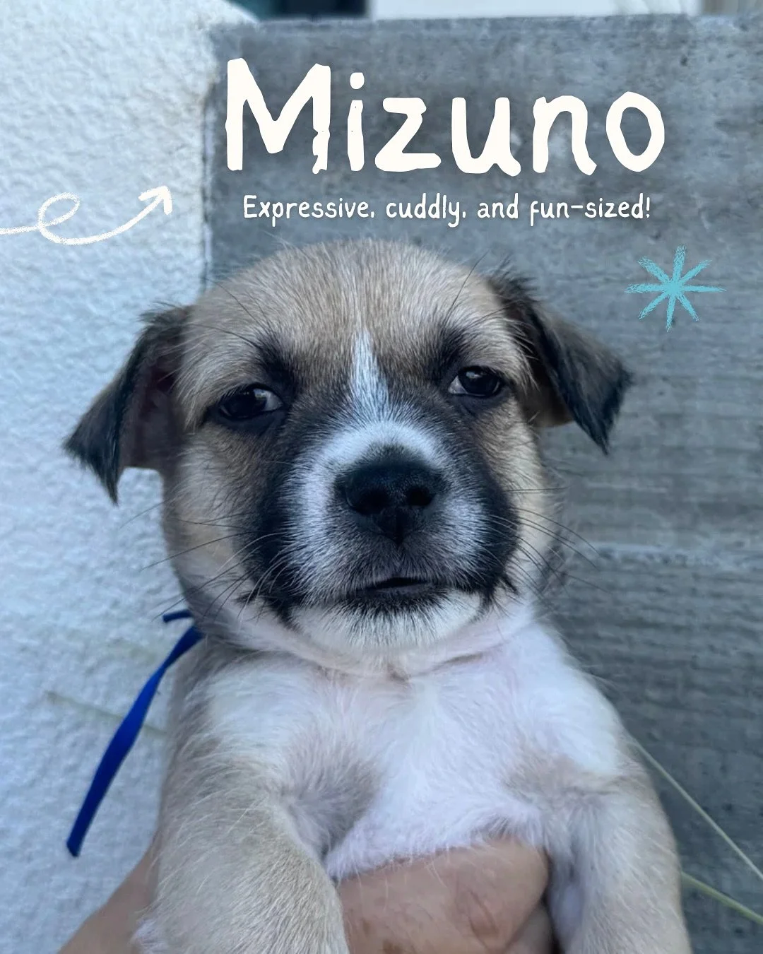 🔔 PUPPY ALERT!! 🔔

Meet the Milestone litter, a group of 7 fun-sized sweethearts who are ready to find their perfect families! These cuties were born on Sept. 1, 2025, in a foster home, and they are growing into sweet, playful, and brave little pup