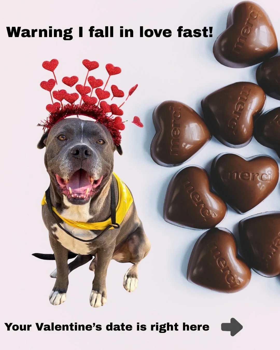 Tyson is a 3-year-old Staffy mix serving looks, loyalty, and legendary cuddles. If you&rsquo;re ready for a relationship built on trust, affection, and shared naps! Swipe right. 💛