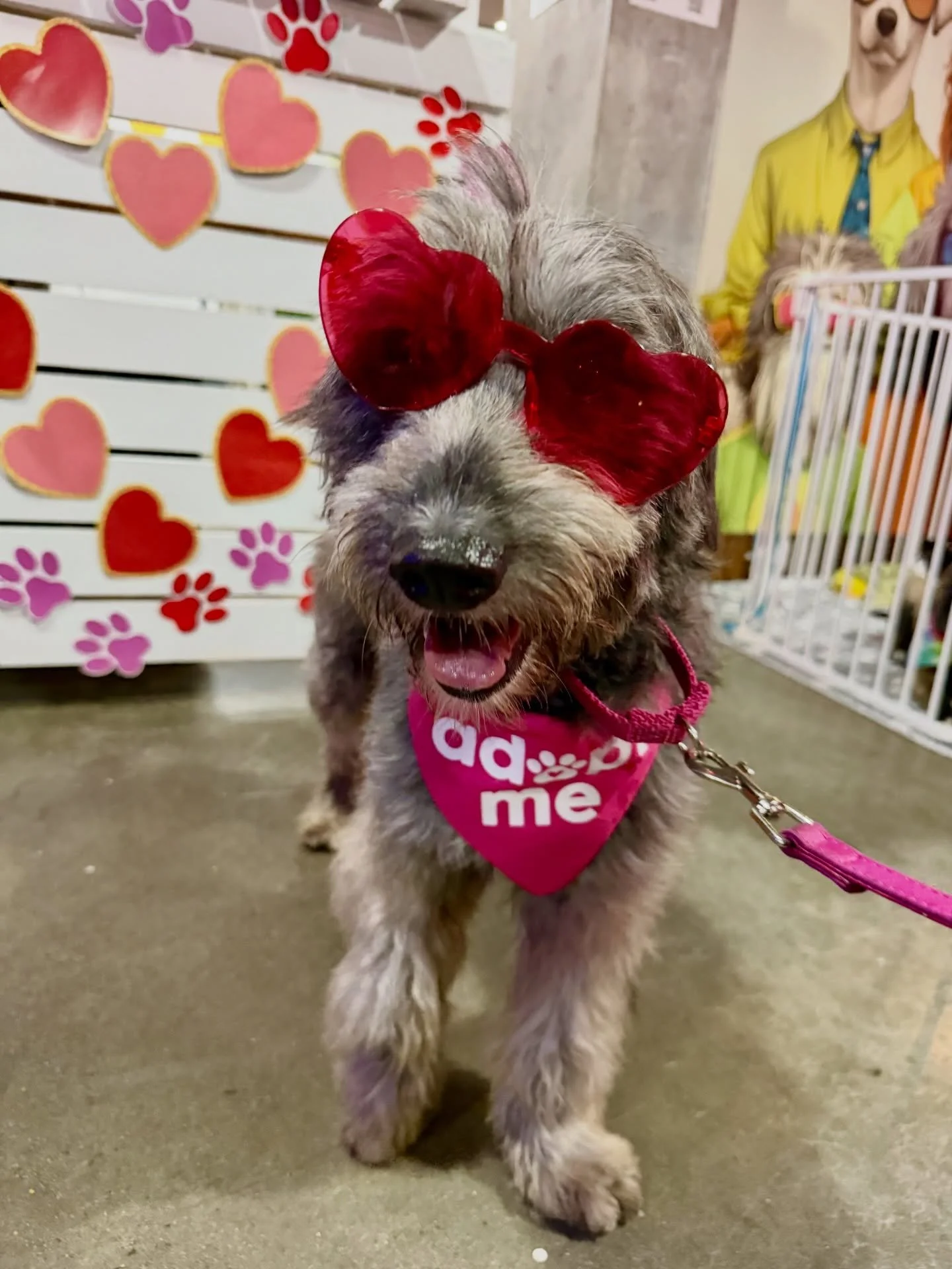 Happy Valentine&rsquo;s  Day from adoptable Raycin ❤️❤️❤️

Raycin &mdash; The Gentle &amp; Devoted Mama

Hi there! My name is Raycin, and I am a 3-year-old female Schnoodle, I weigh around 35 pounds, and I&rsquo;m looking for my very own happily ever