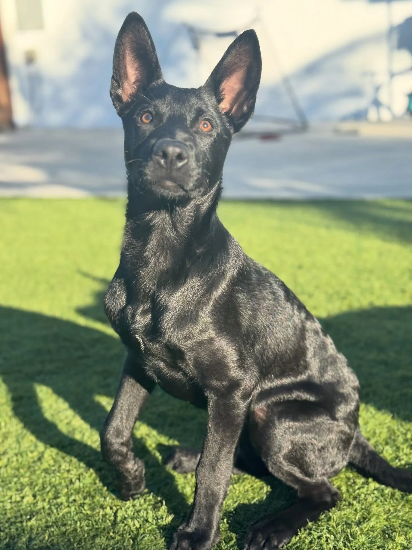 🐾 Meet Ganzito 🐾

4 months old, 20 lbs, and full of personality 💙 

This playful Shepherd/Lab mix is expected to be 40&ndash;50 lbs full grown and is already winning hearts in his foster home.

✨ Dog, cat &amp; kid friendly ✨ Crate trained &amp; a