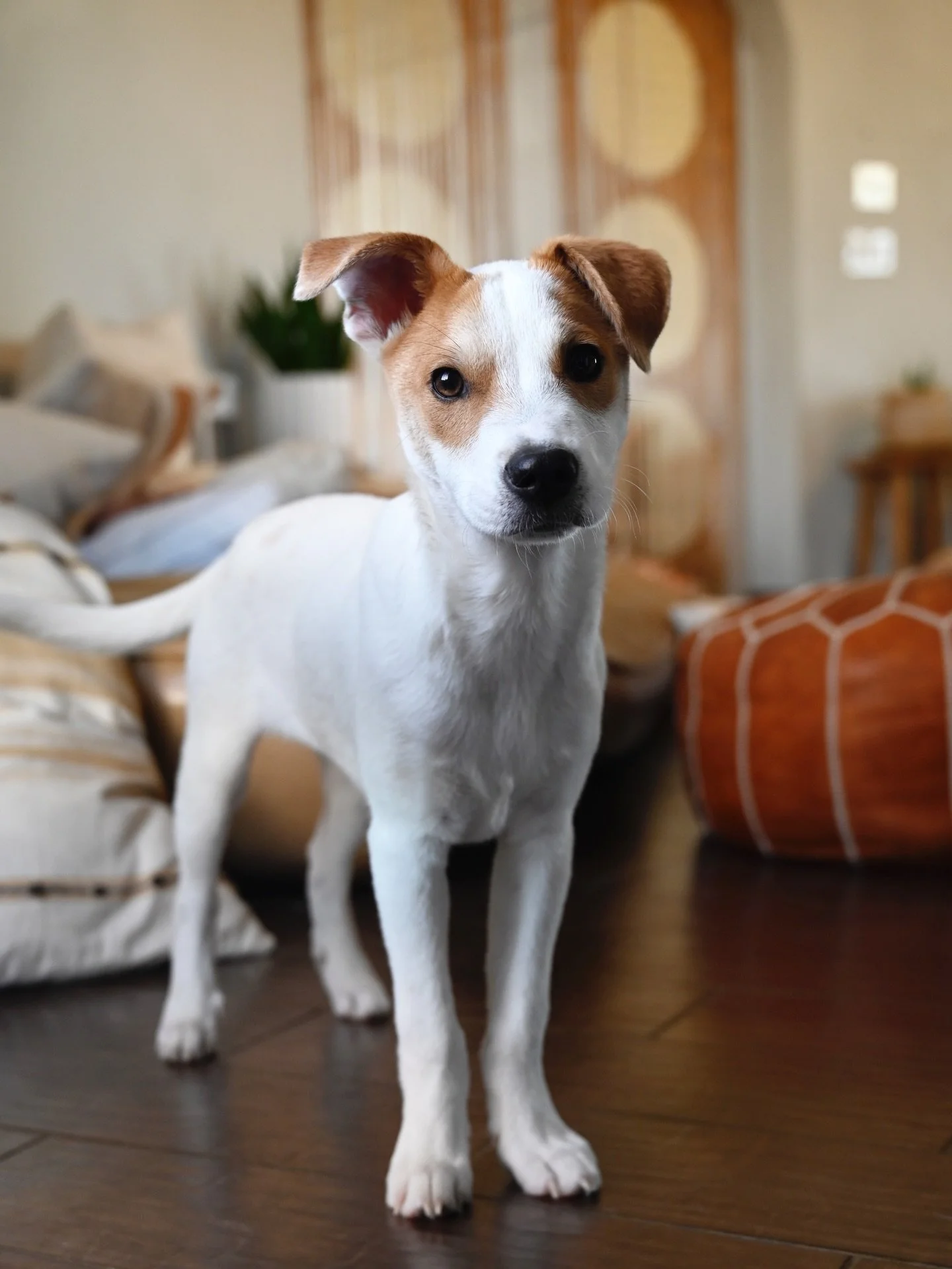 💥 Meet Bing 💥 the resilient 4-month-old pup who is ready to find his forever family! 

Bing has a heart of gold and a story that shows just how brave he is. Rescued from a tough neighborhood in Rosarito, Mexico, he was the only puppy from his litte