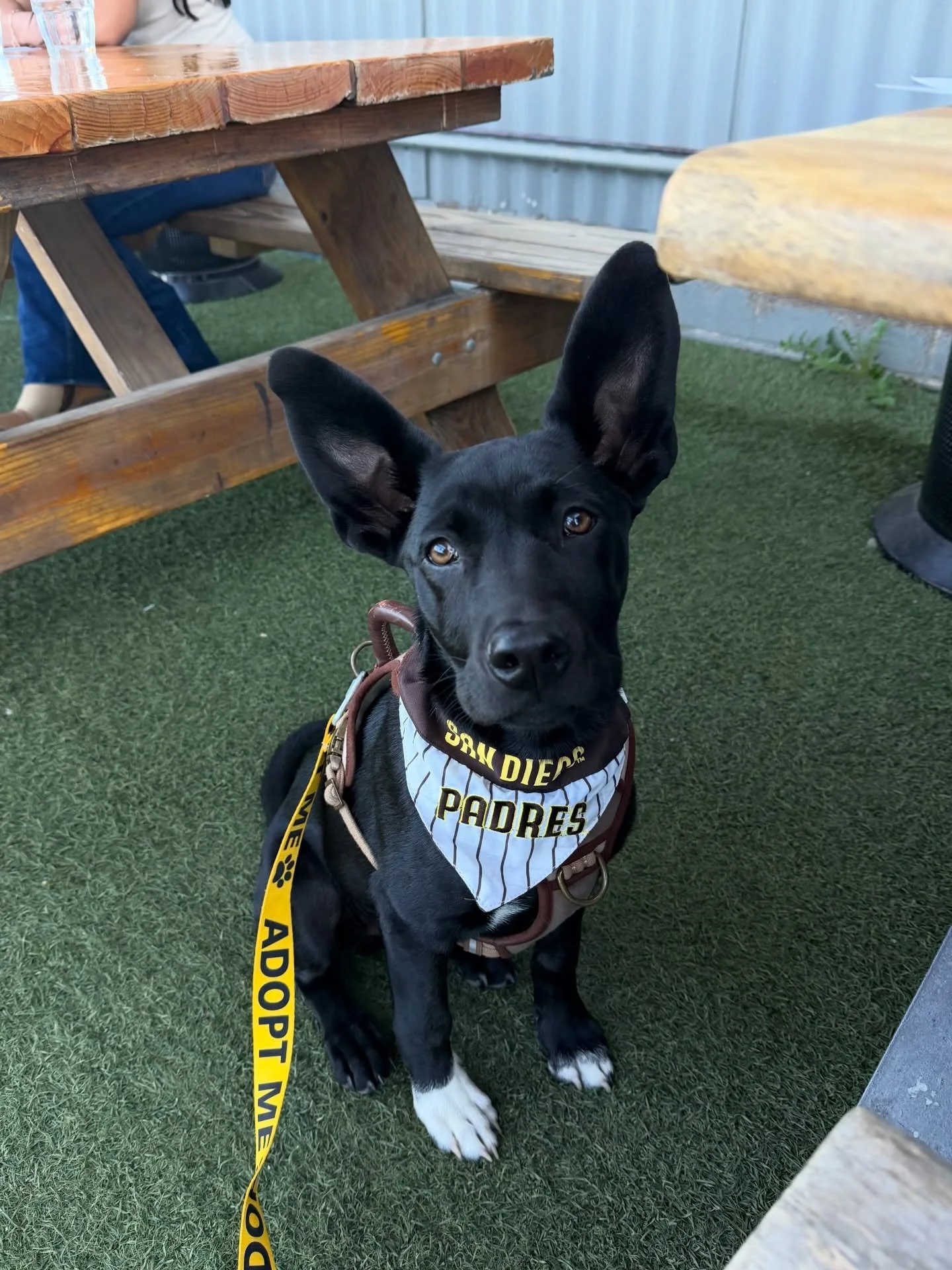 🏒 Meet Shane! 🏒

You may not be able to take Hollander home, but our Shane is ready to find his forever cottage. 🏡

What makes Shane the perfect team captain for your home? 

🐕 Lab/Shep mix with a coat that envies Hollander&rsquo;s flow 
💞 Certi