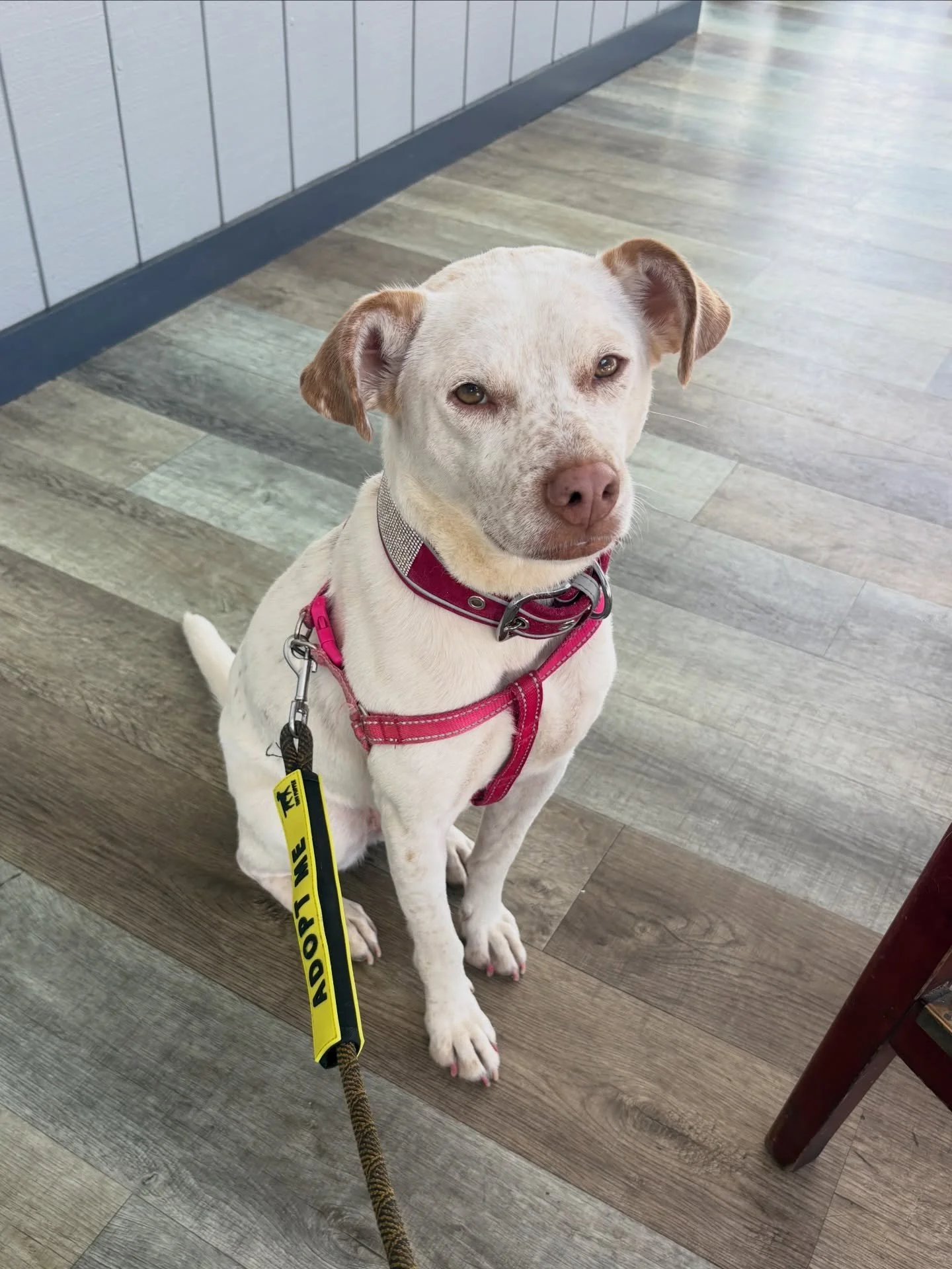 💗 Meet Avena! 💗

POV: You just found your new favorite cuddle partner. Avena is a 2-year-old Catahoula mix, 35 lbs, and 100% sweetheart. If you&rsquo;re looking for a low-drama, high-snuggle lifestyle, Avena is the perfect blend of calm little loaf