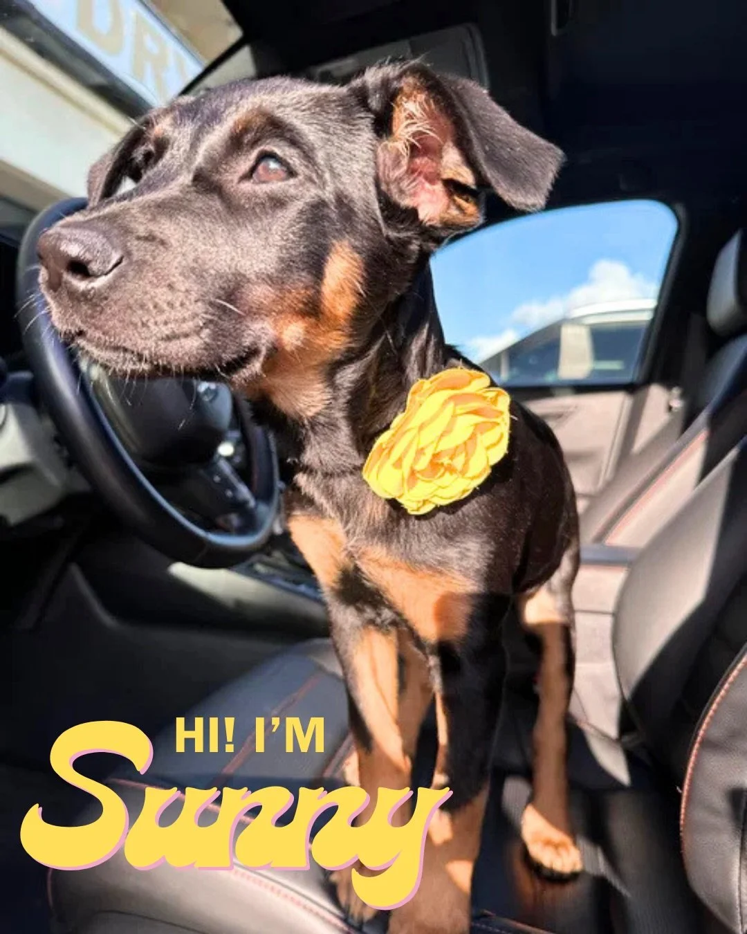☀️ Meet Sunny! ☀️ 

Sunny is a 3-month-old Lab/Shepherd Mix who is ready to join an adventurous and loving family! This ray of sunshine had a tough start to life with her mom and siblings in Mexico, but her bright personality has continued to shine t
