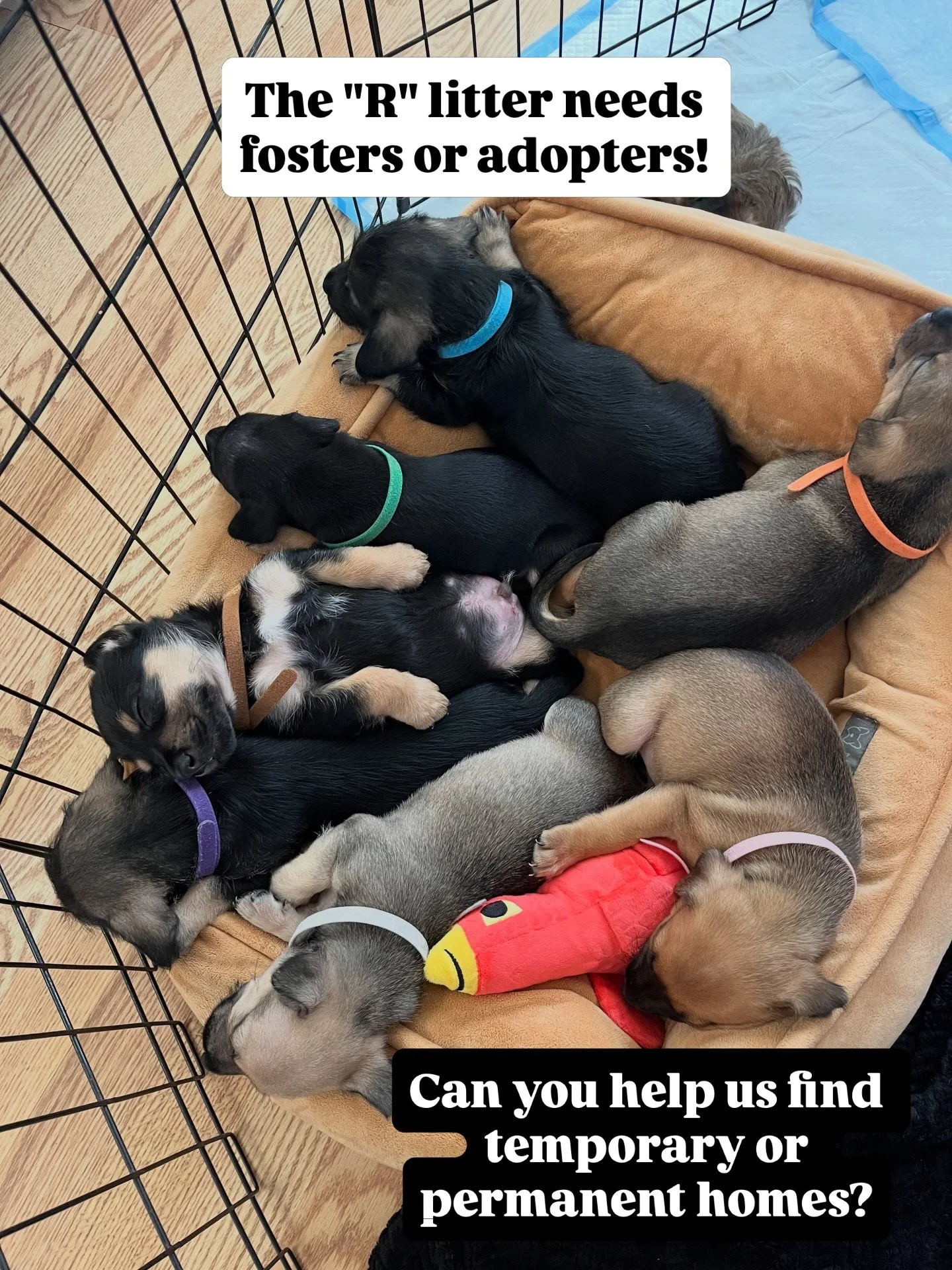 🆘 The &ldquo;R&rdquo; Litter needs fosters or adopters! 🆘

This adorable litter of Terrier/Chi/Westie mixes was found abandoned in a cardboard box on the side of the road, with their mom Rosario. Luckily, someone was able to bring them to safety. N