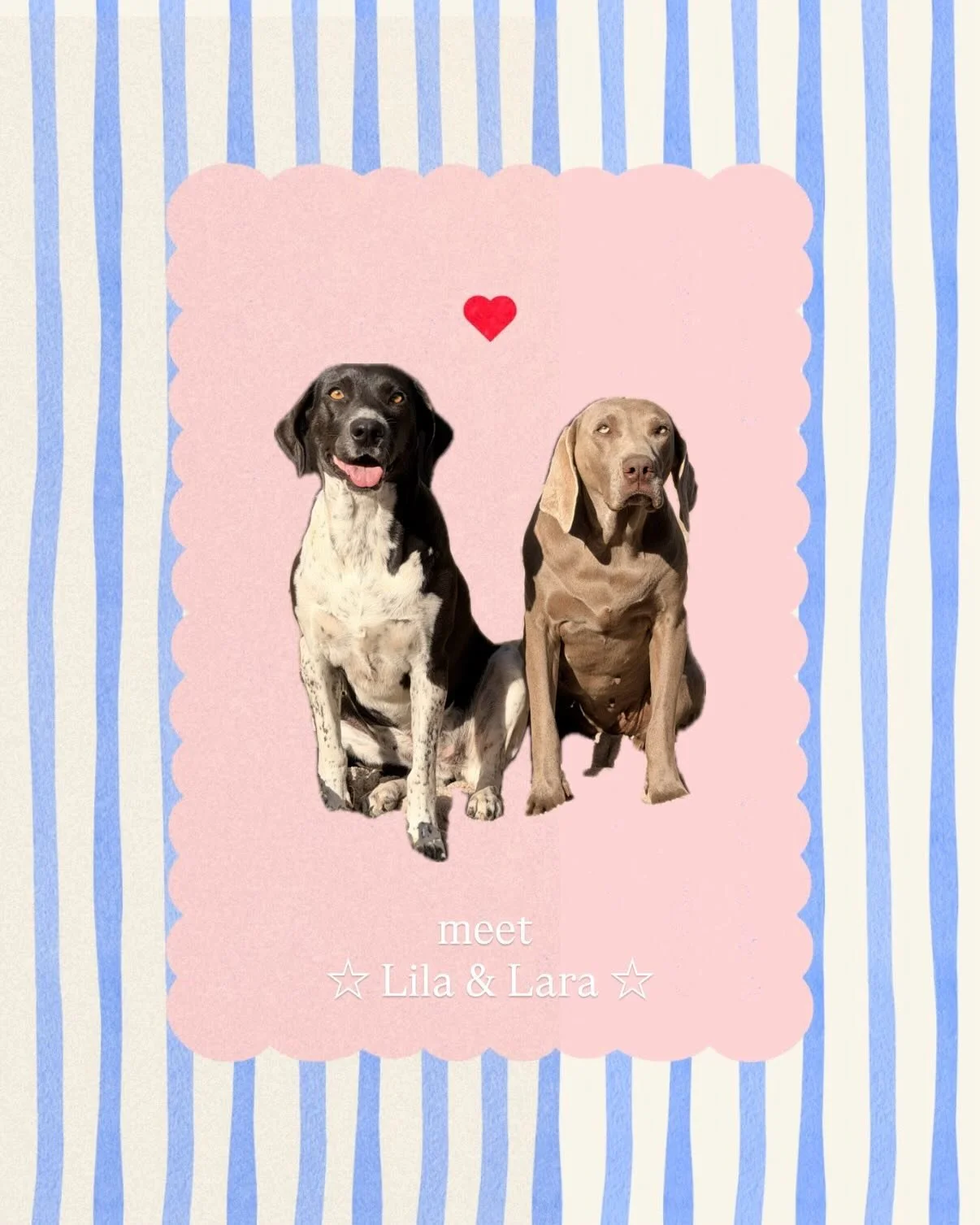 Meet Lila &amp; Lara 🐶🩷

This was a seizure case tied to a police raid in Mexico. When officers entered the home, they found Lila and Lara in the back, severely malnourished and neglected, and so skinny from lack of food. There was a third dog with