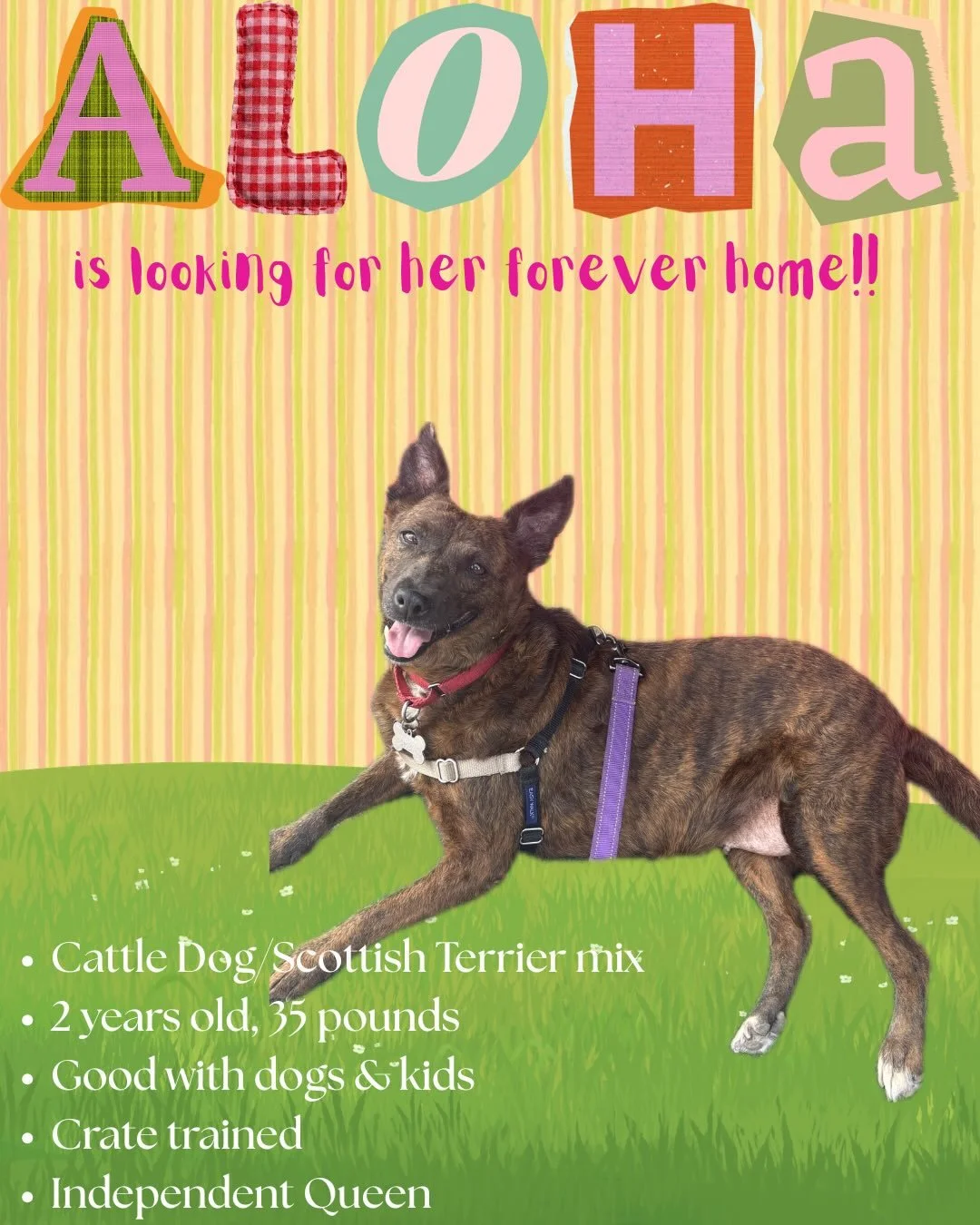 Meet Aloha 🌺

A gentle 2-year-old Cattle Dog/Scottish Terrier mix with the sweetest soul. After losing her own puppies, Aloha lovingly adopted and nursed two orphaned babies as if they were her own. She has the heart of a mama and so much quiet love