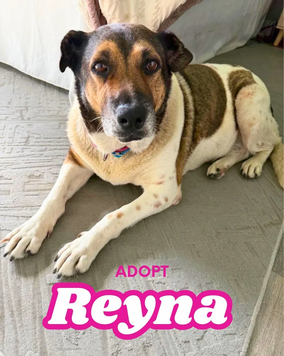 💖 Adopt Reyna 💖

Reyna is 9 years young and full of love to give to everyone around her. She&rsquo;s sweet, calm, gentle, and loyal. Reyna loves people and kids, and would make a wonderful family dog. If you&rsquo;re looking for a best friend to cu