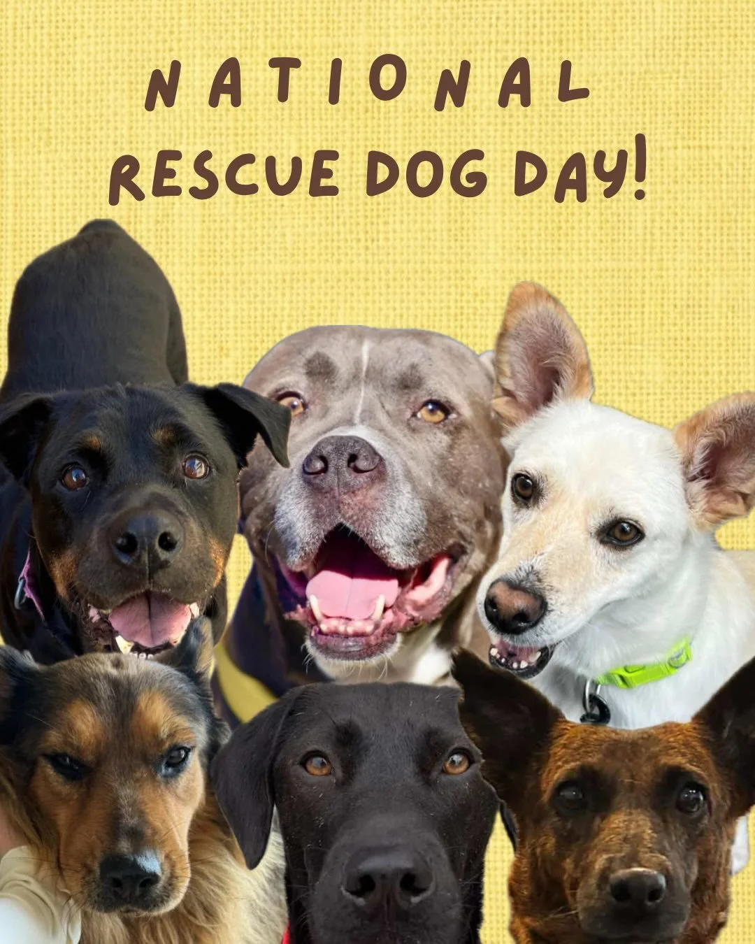 Happy National Rescue Dog Day! 🐾 

Today we&rsquo;re spotlighting some of our Cantu rescue dogs who are still searching for their forever homes. 

While they may be labeled as &ldquo;rescue dogs,&rdquo; we see it a little differently, they rescue us