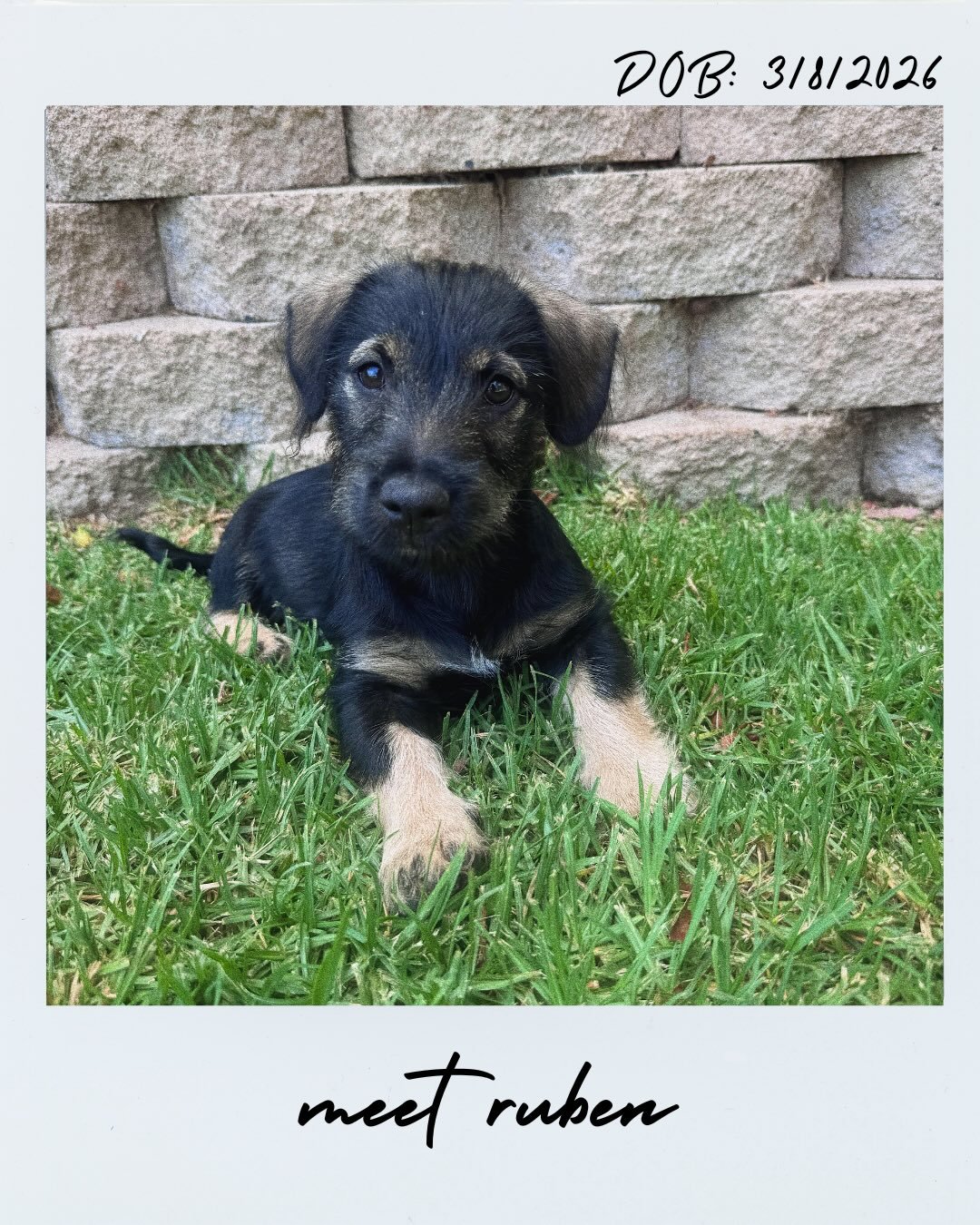 Meet Ruben! 🐾❤️

Born on March 8, 2026, on a rainy day on the streets of Mexico, Ruben&rsquo;s story began when a kind-hearted Good Samaritan found his family and contacted Cantu for help. We rescued his mama and all 10 of her puppies when they were