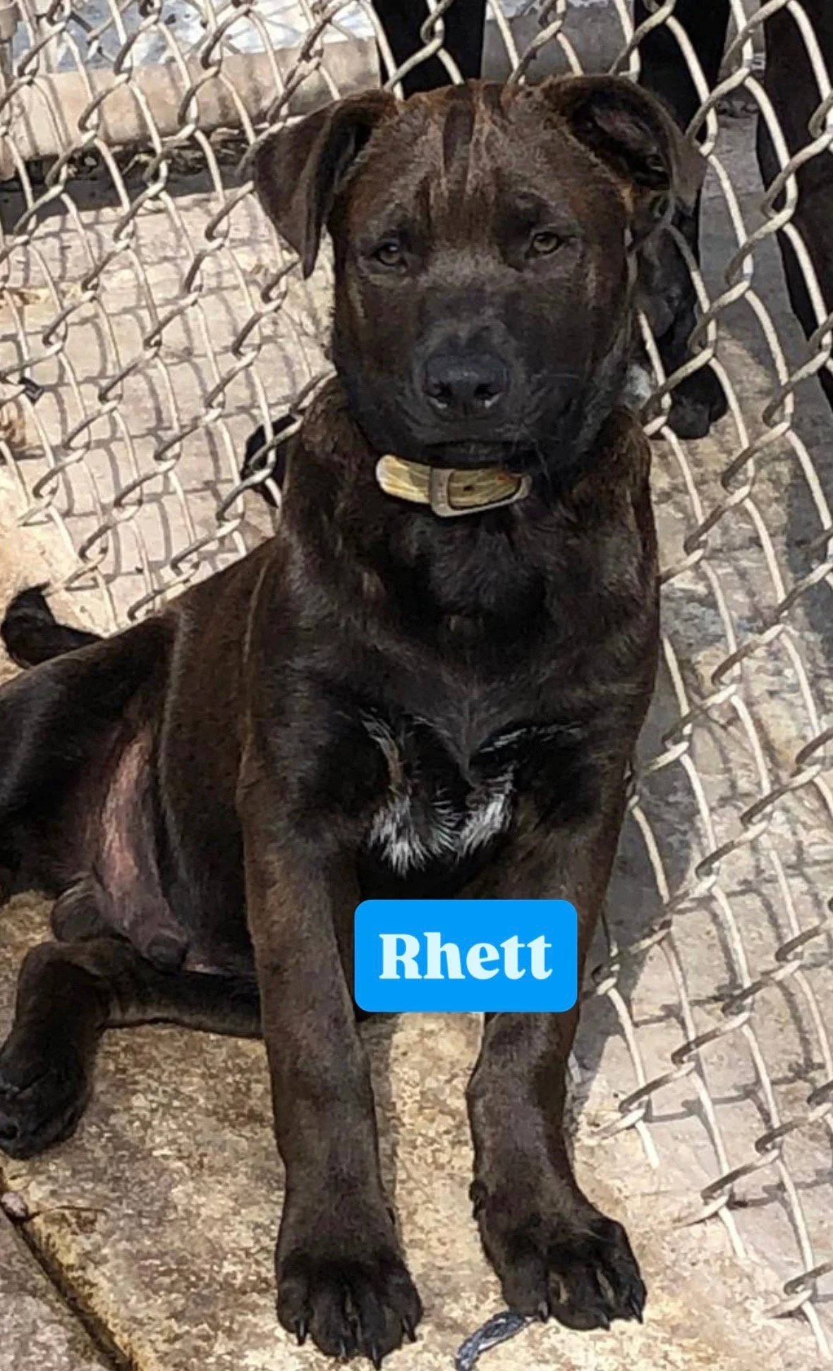 Rhett