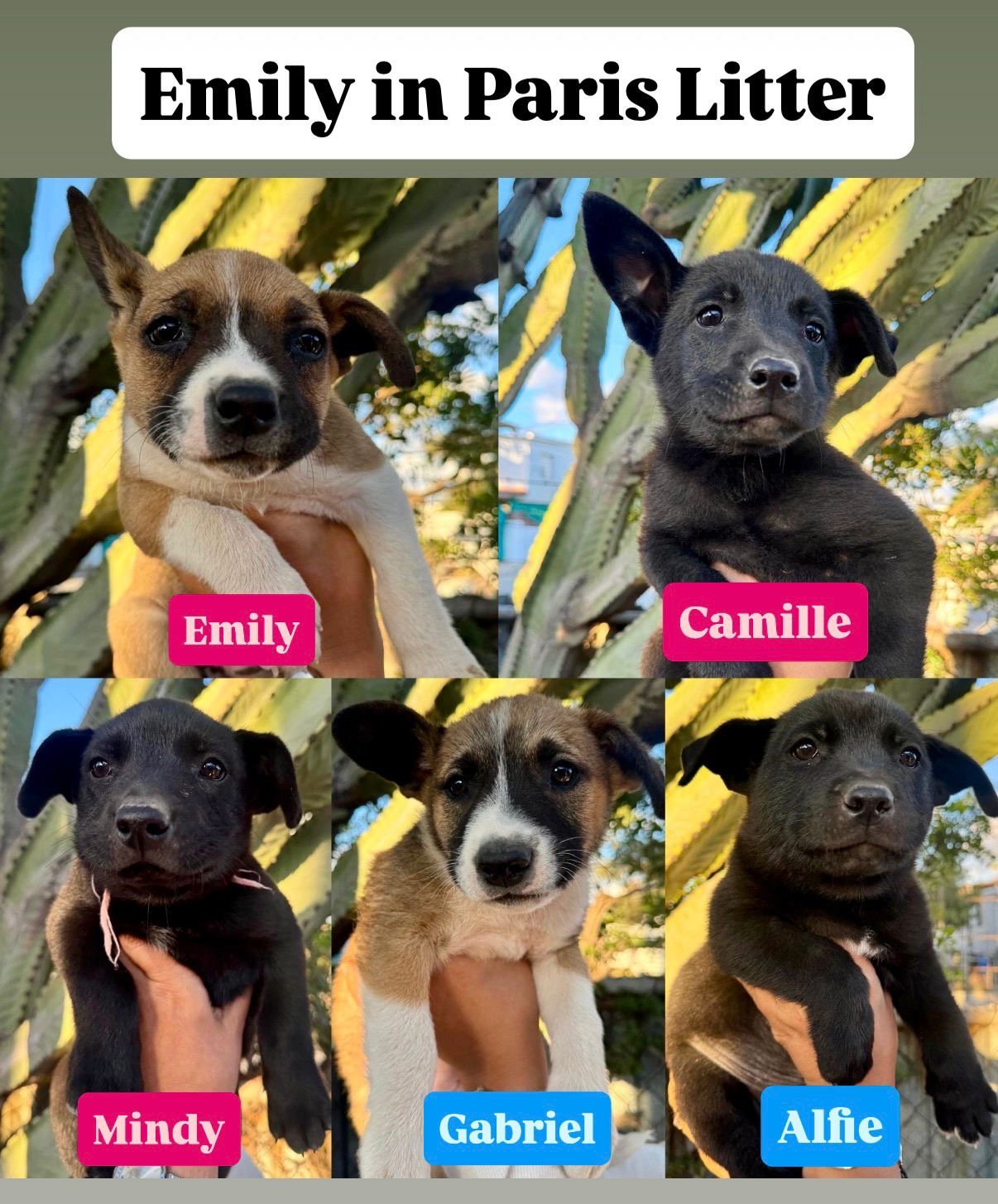 Emily in Paris Litter