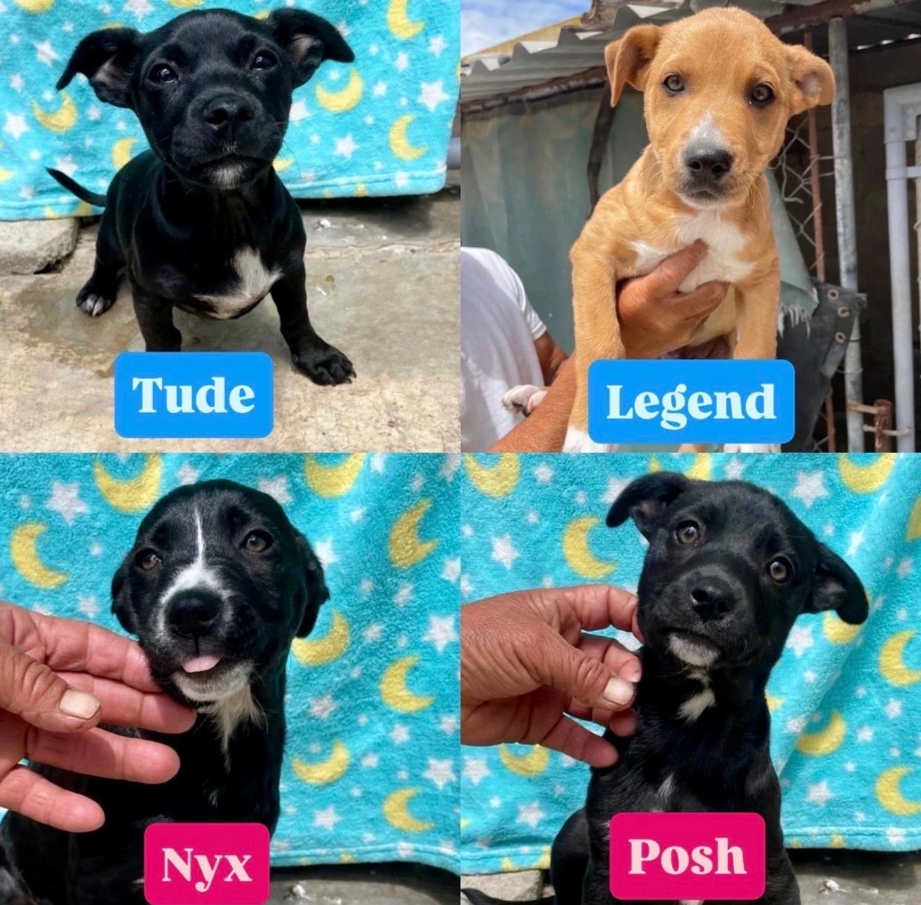 The “H” Litter