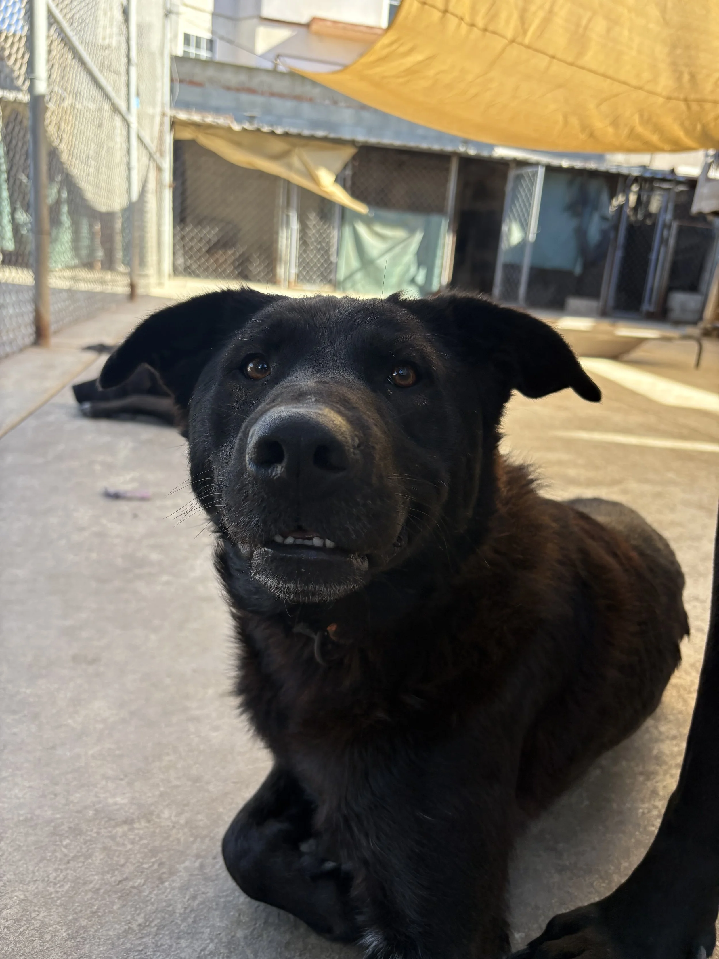 Taz