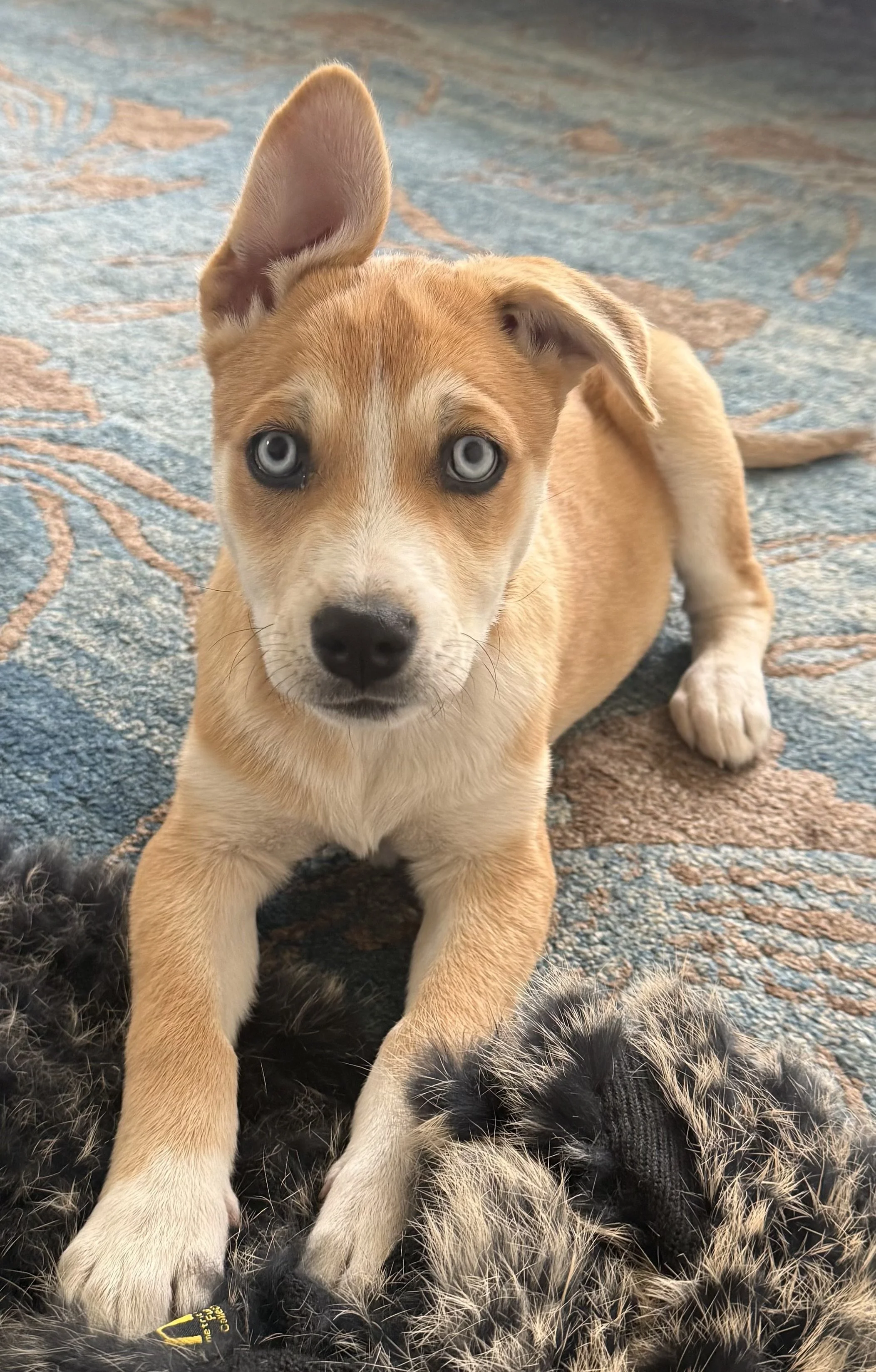 Kai