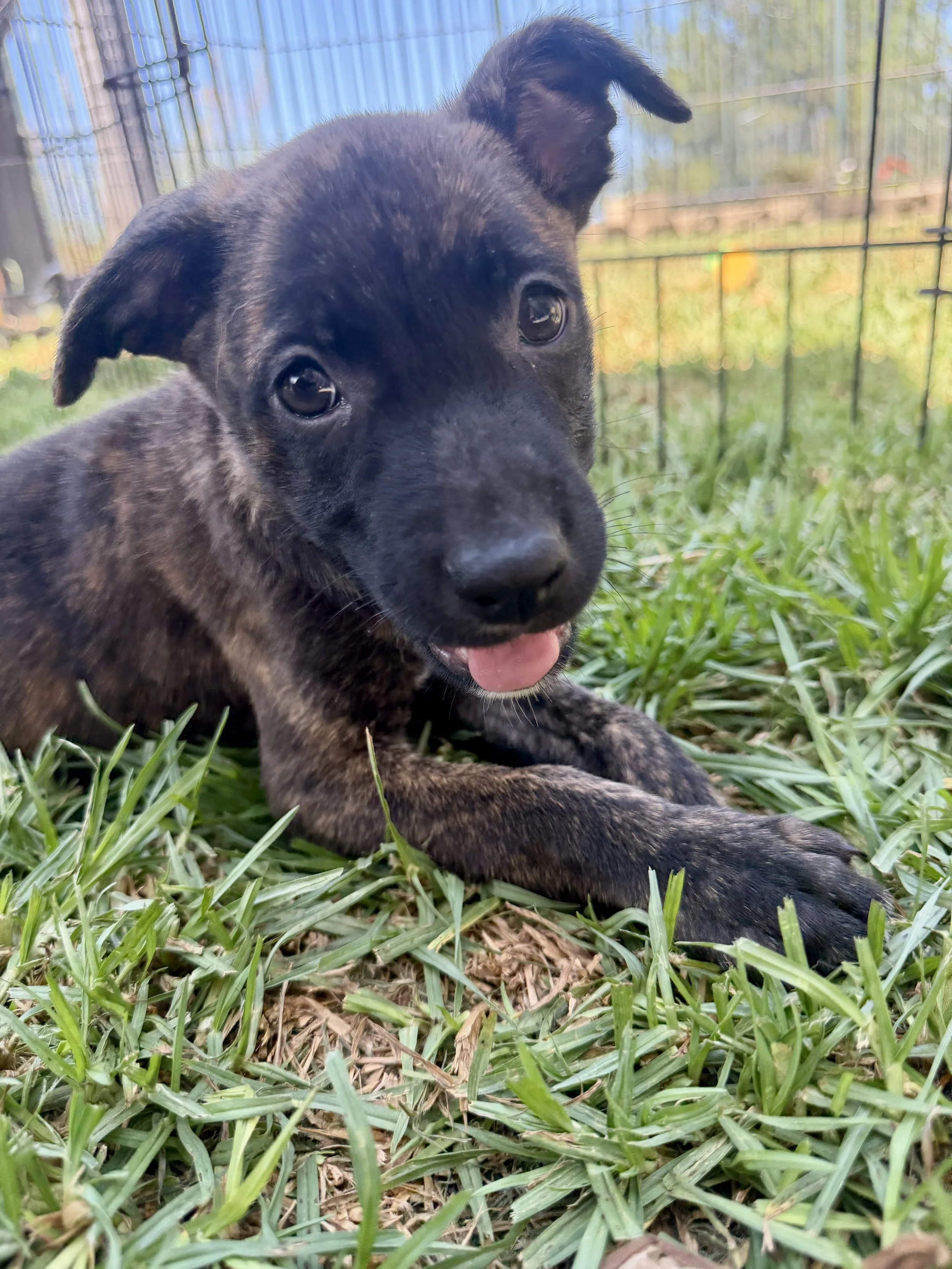 Penelope
