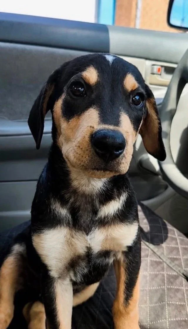 Alessandro