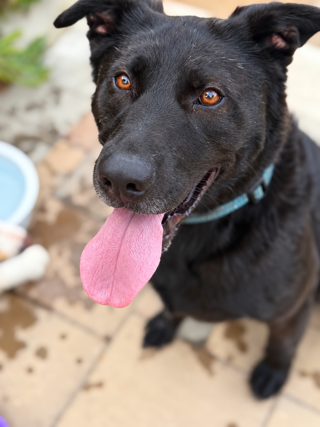 Taz 
