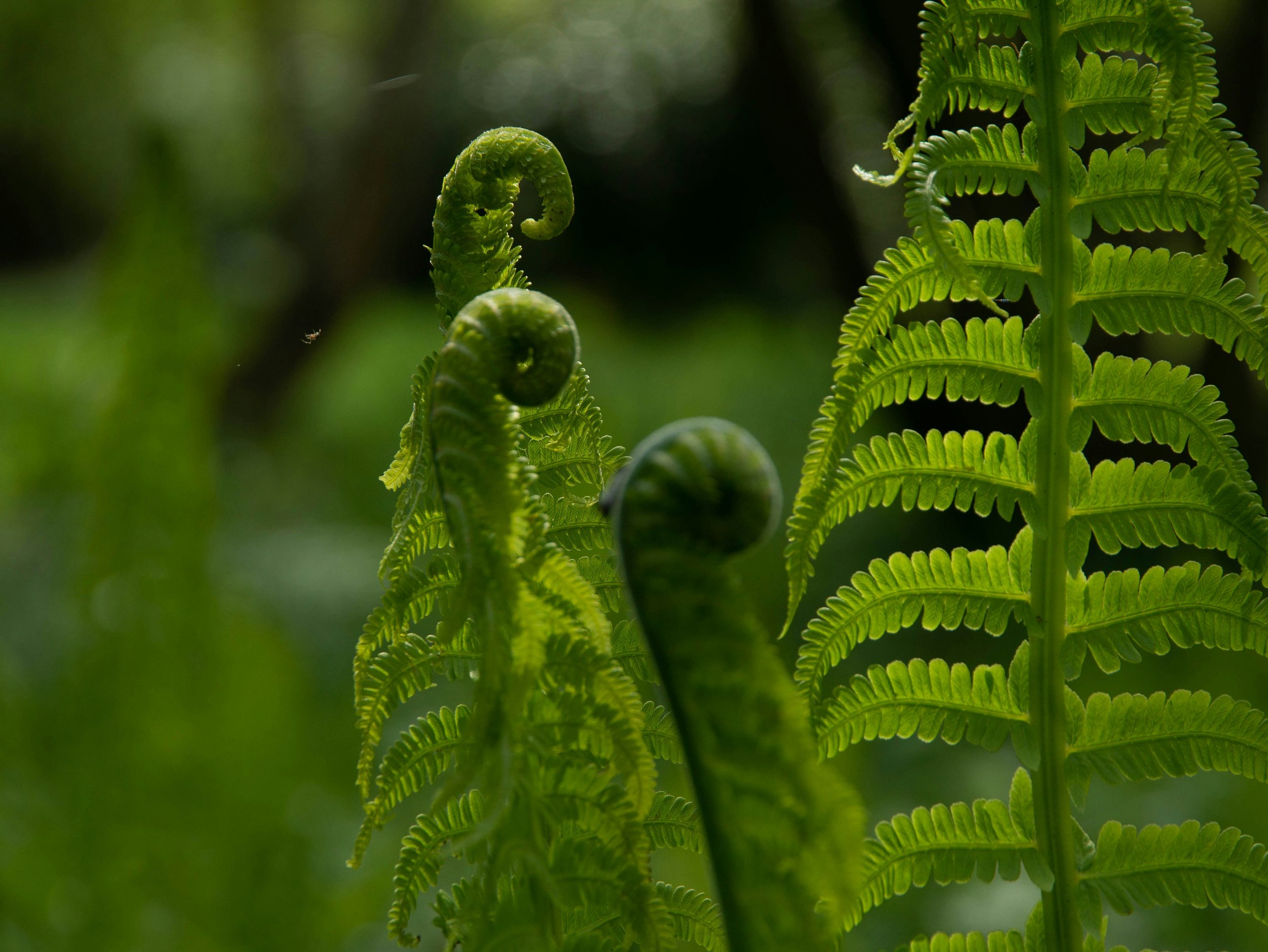 Fractals and Faith: Why Your Leadership DNA Matters