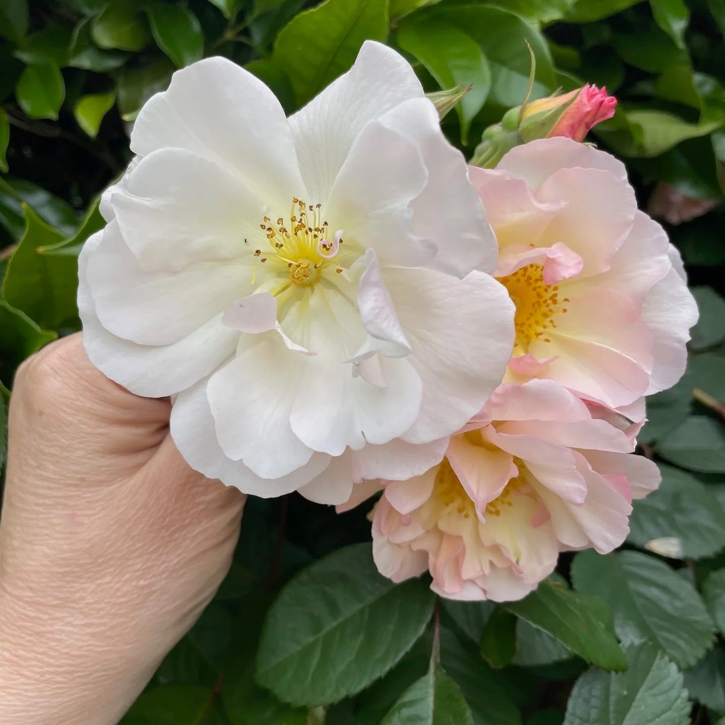 Hand holding pink and white roses against green background