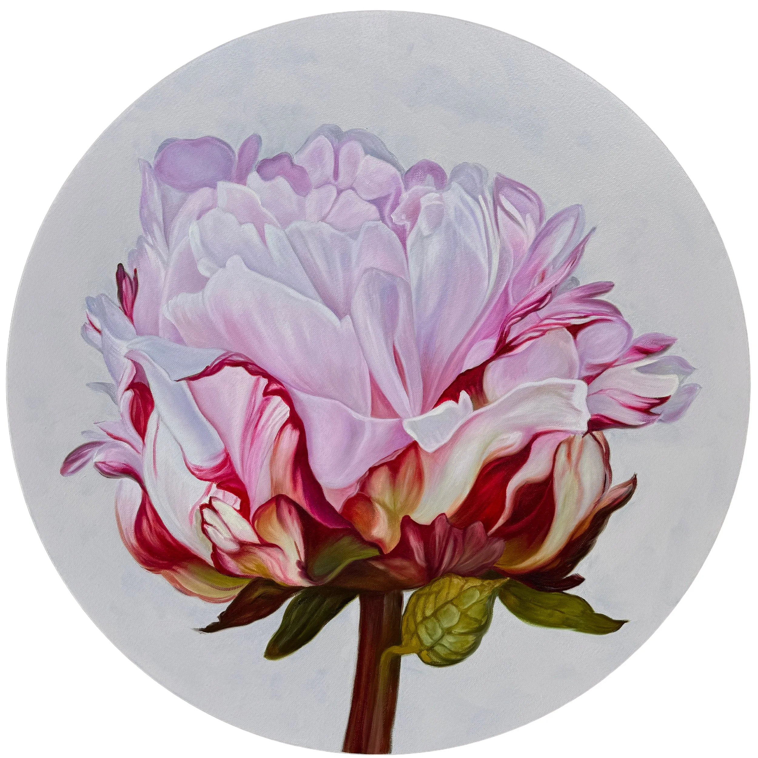 Paeonia 2