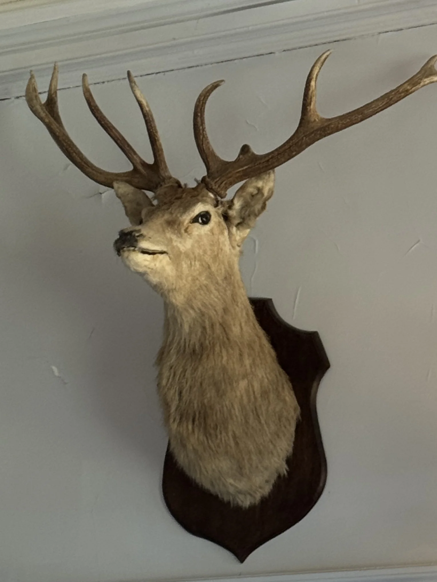 Hunting trophy