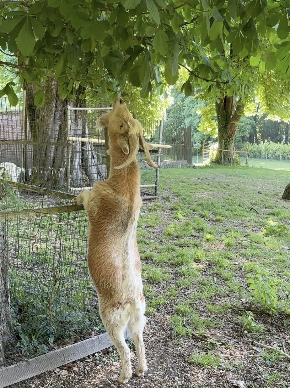 A hungry goat