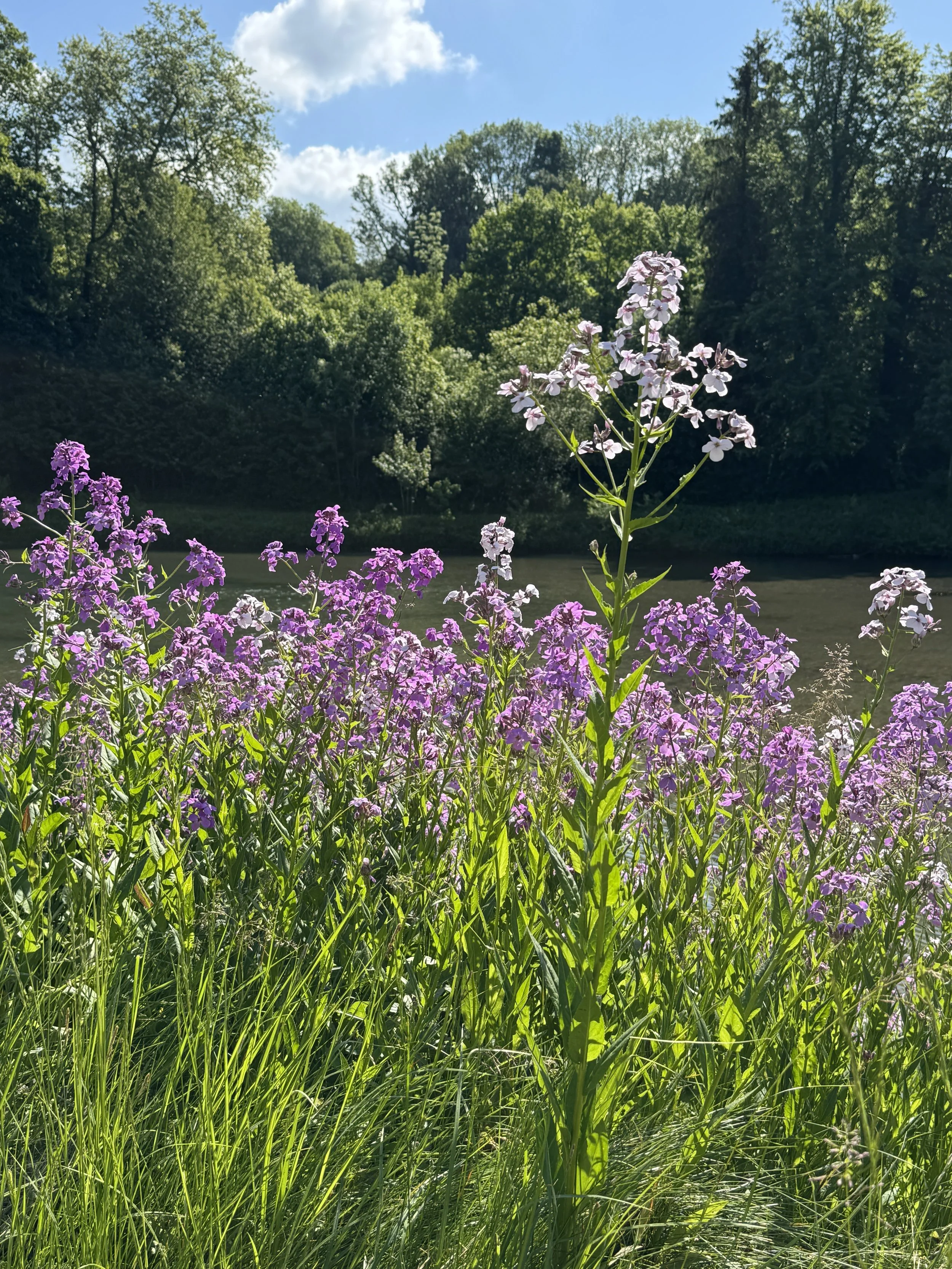 Wildflowers 1.JPG