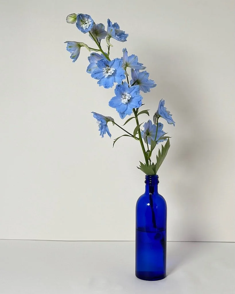 Blue delphinium in blue glass bottle against grey background