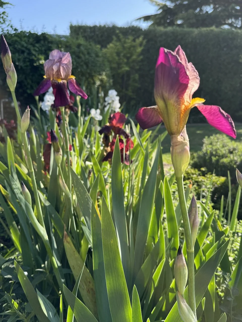Pink and purple irises in garden