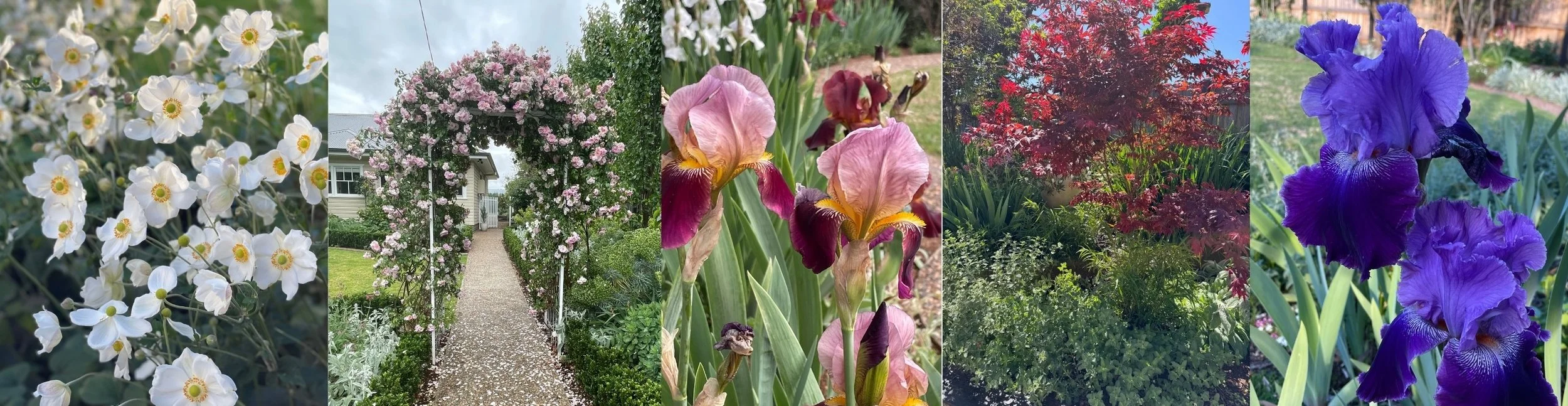Five photos showing botanical vistas from Australian Artist Robyn Markey's open garden