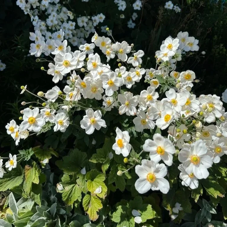 White Japanese anemones (wind flowers) in garden