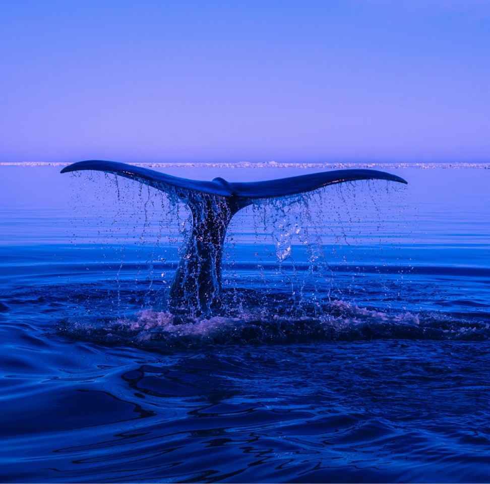 Drumming Circle – Welcoming the Whales