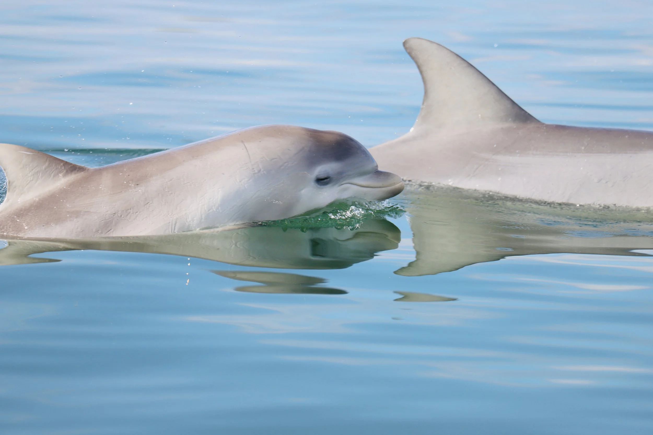 Dolphins, Snapper & Shifting Shores – Flinders University