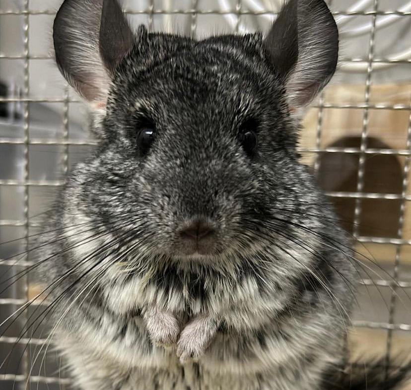 photo of the pet
