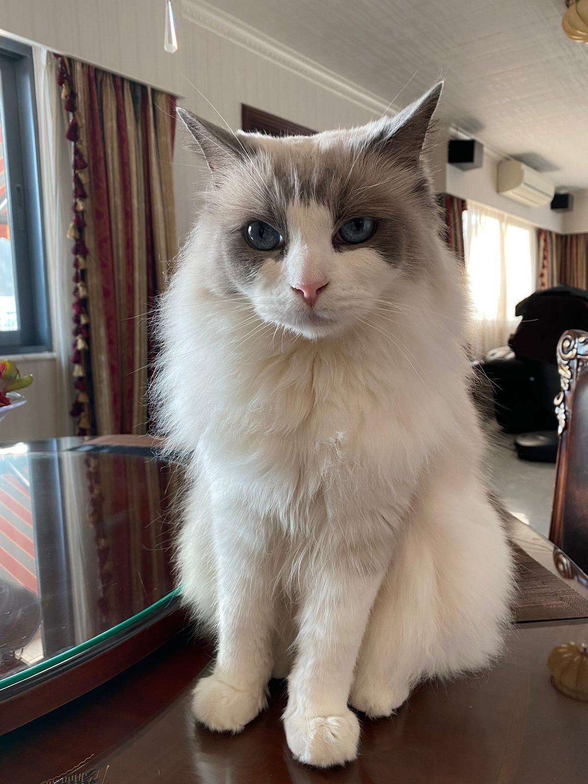 photo of the pet
