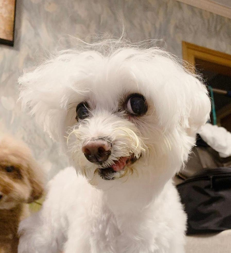photo of the pet