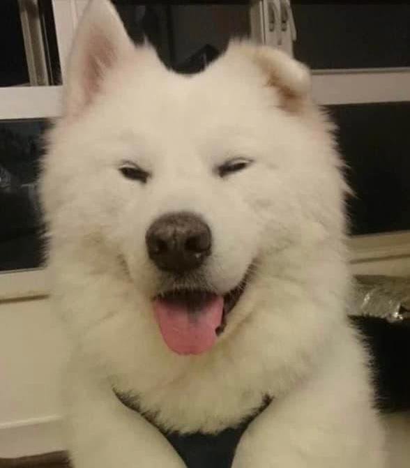 photo of the pet