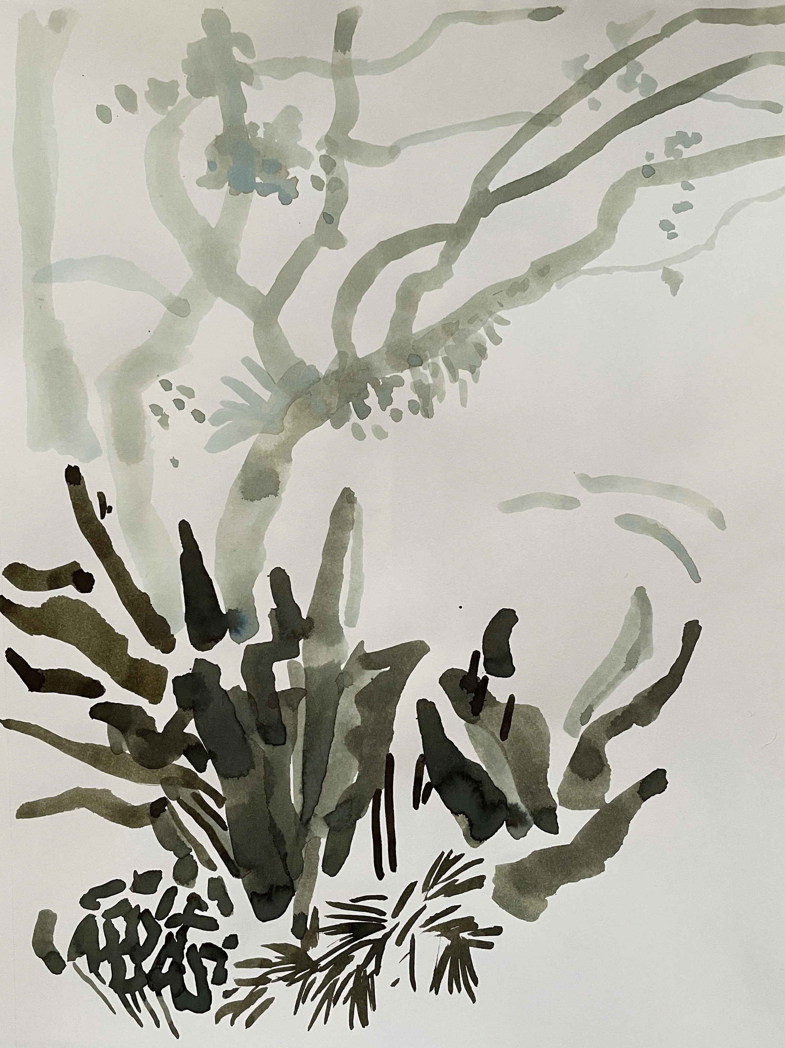 Botanic Gardens II, 2026, ink on Strathmore paper, 160 gsm, 30.5x22.9 cm, framed in white acid free paper mat, 14x11", SGD 65