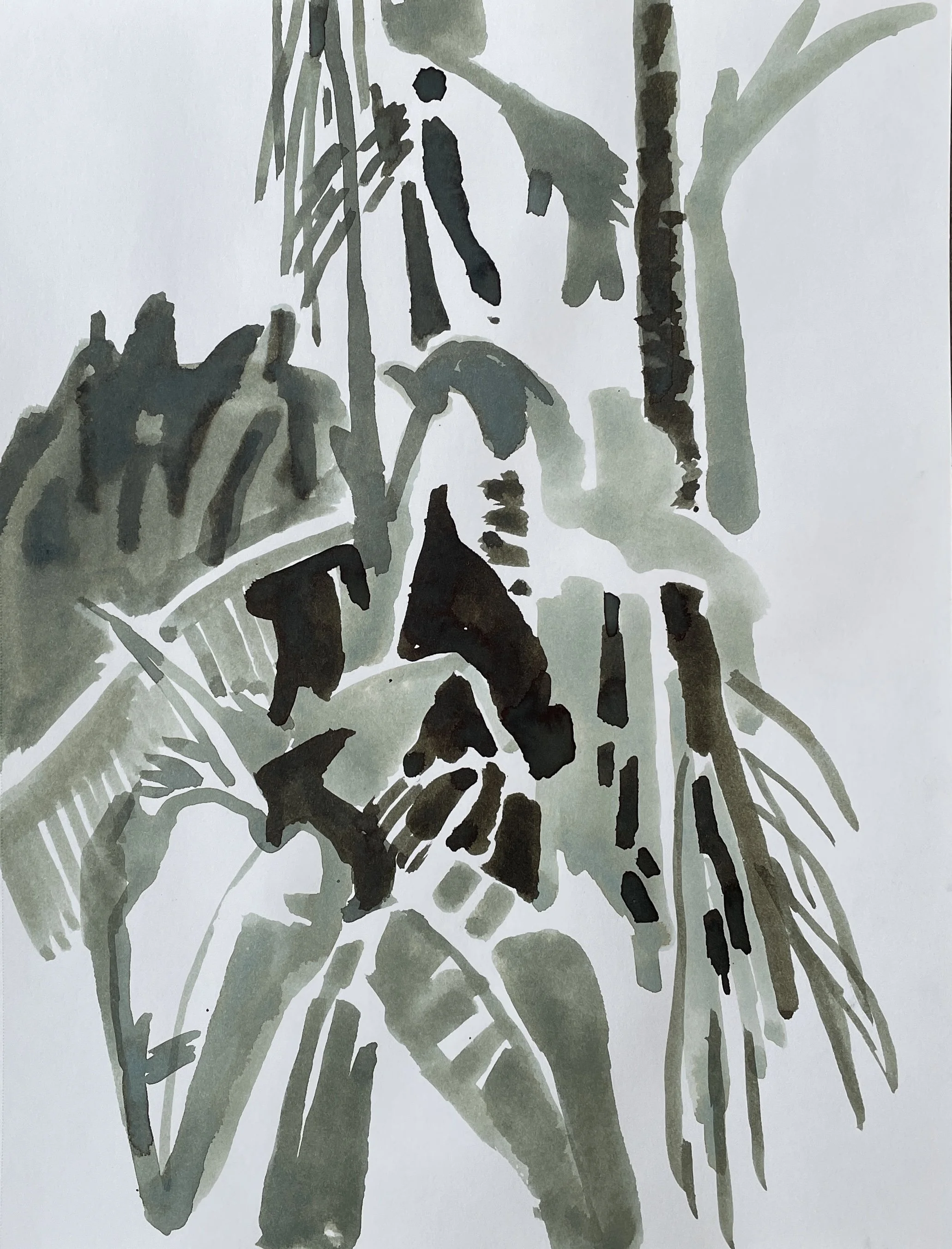 Botanic Gardens VI, 2026, ink on Strathmore paper, 160 gsm, 30.5x22.9 cm, framed in white acid free paper mat, 14x11", SGD 65