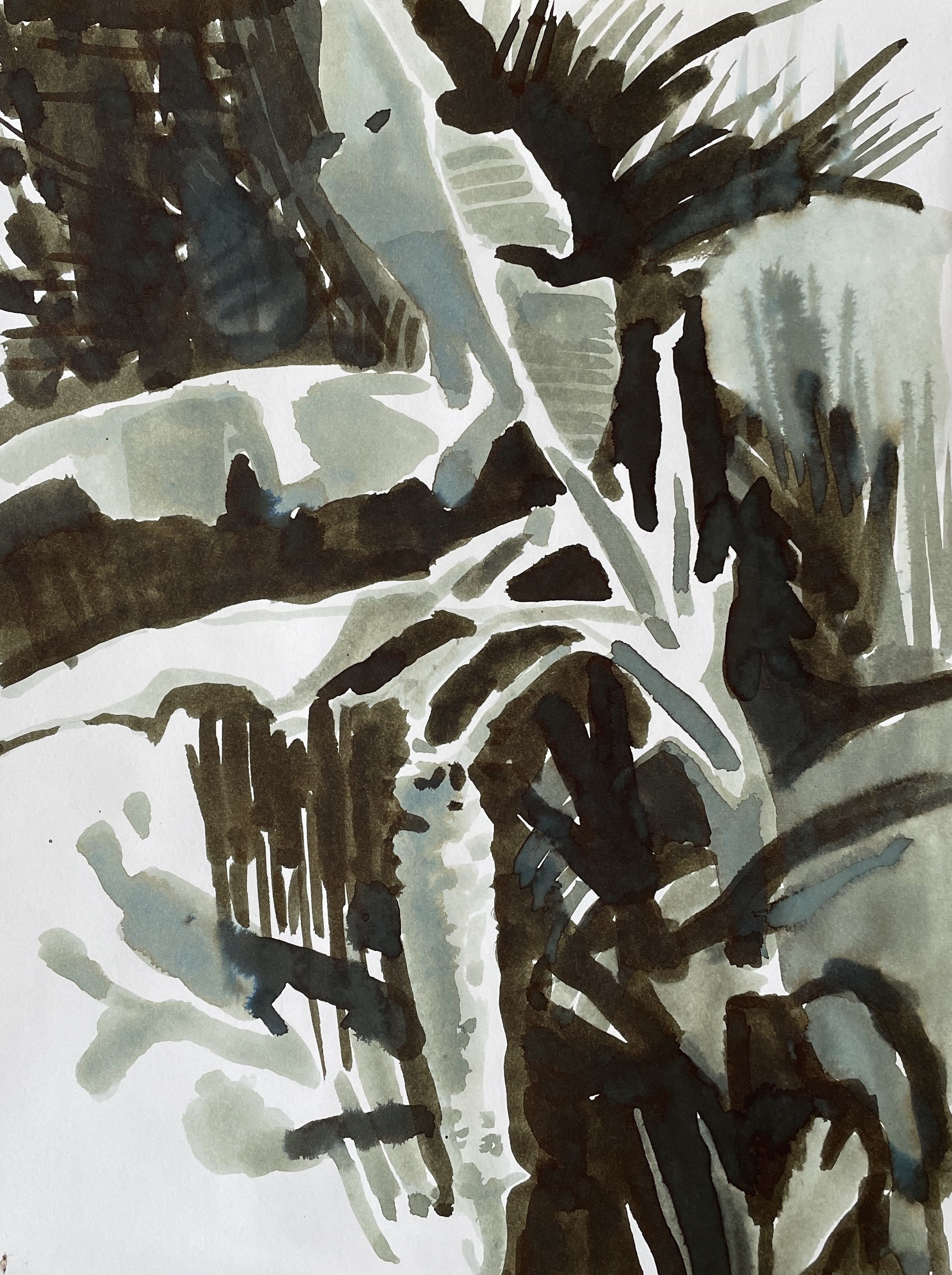 Banana Tree, Botanic Gardens, 2026, ink on Strathmore paper, 160 gsm, 30.5x22.9 cm, framed in white acid free paper mat, 14x11", SGD 65