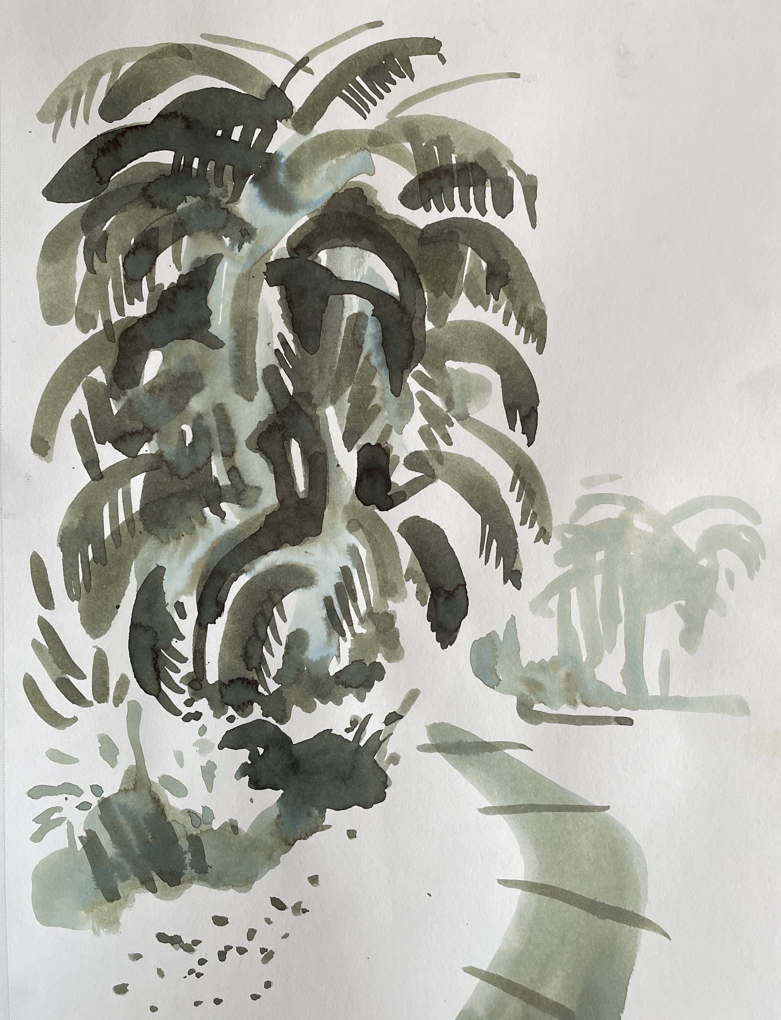 Botanic Gardens III, 2026, ink on Strathmore paper, 160 gsm, 30.5x22.9 cm, framed in white acid free paper mat, 14x11", SGD 65