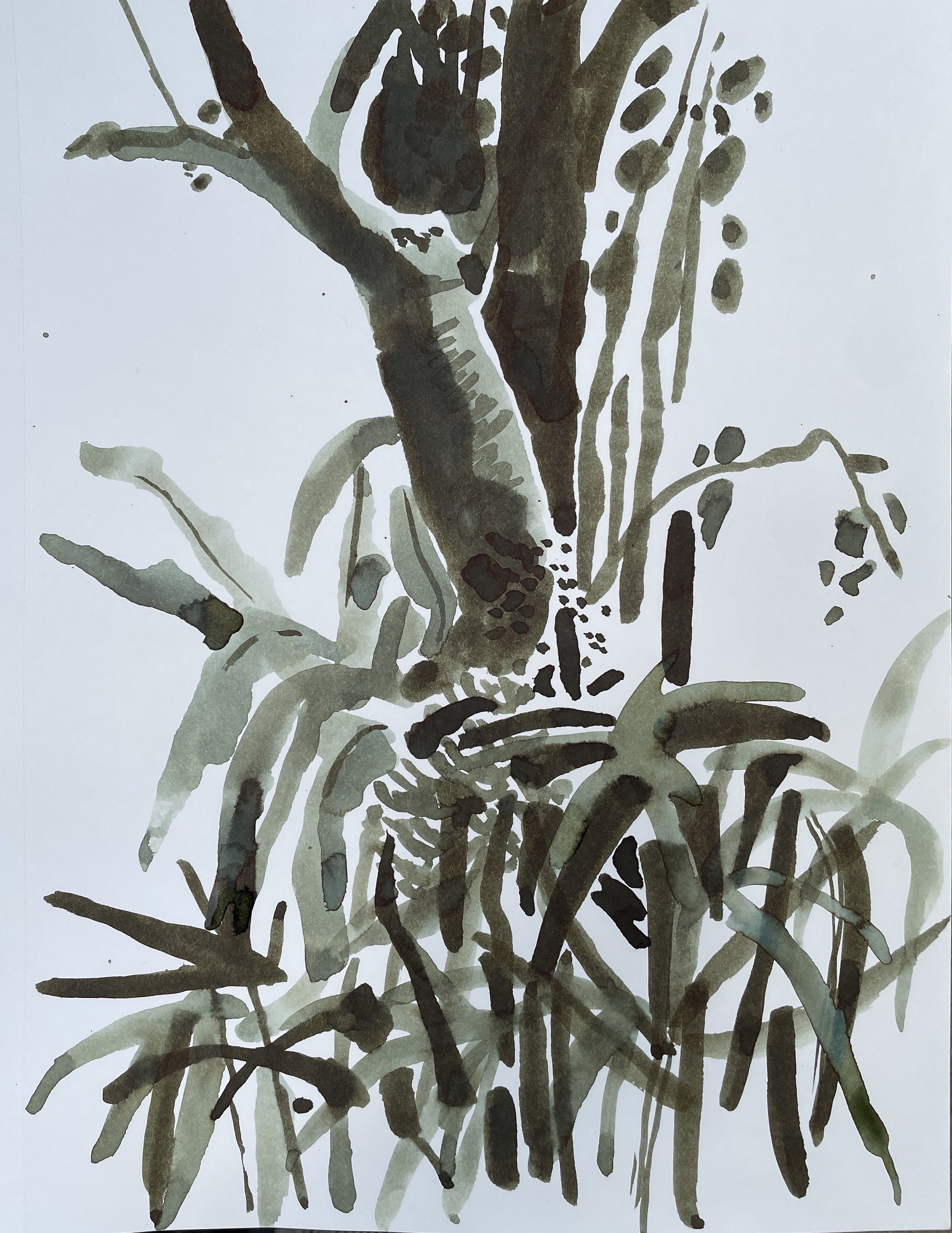 My Condo's Garden II, 2026, ink on Strathmore paper, 160 gsm, 30.5x22.9 cm, framed in white acid free paper mat, 14x11", SGD 65