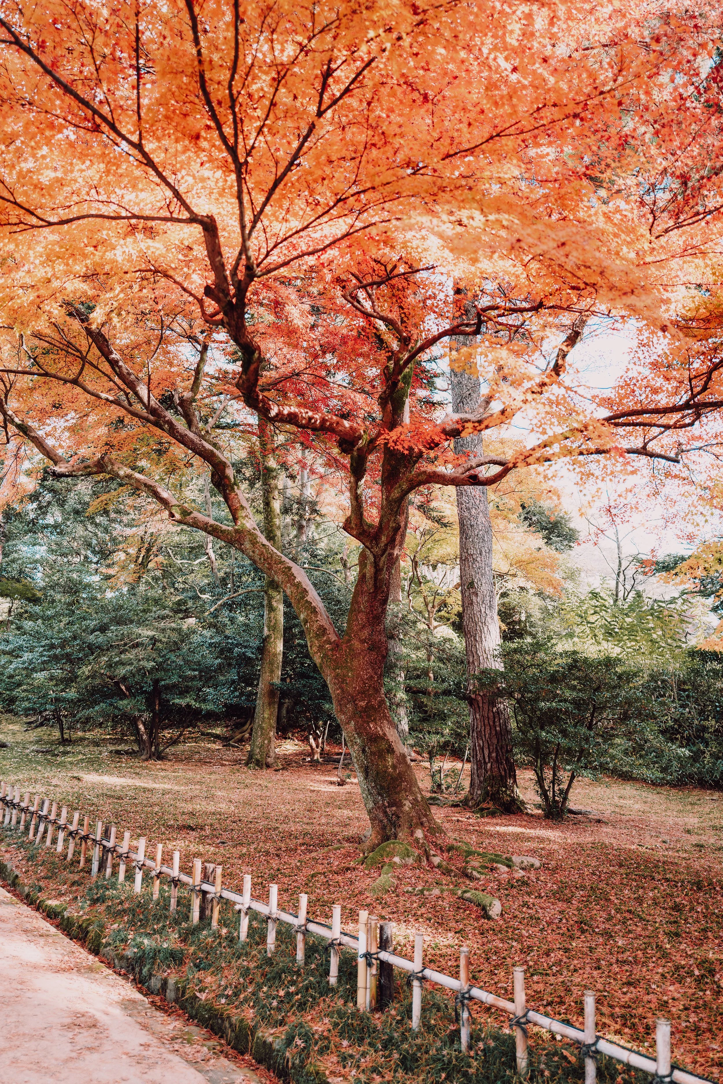 kanasawa