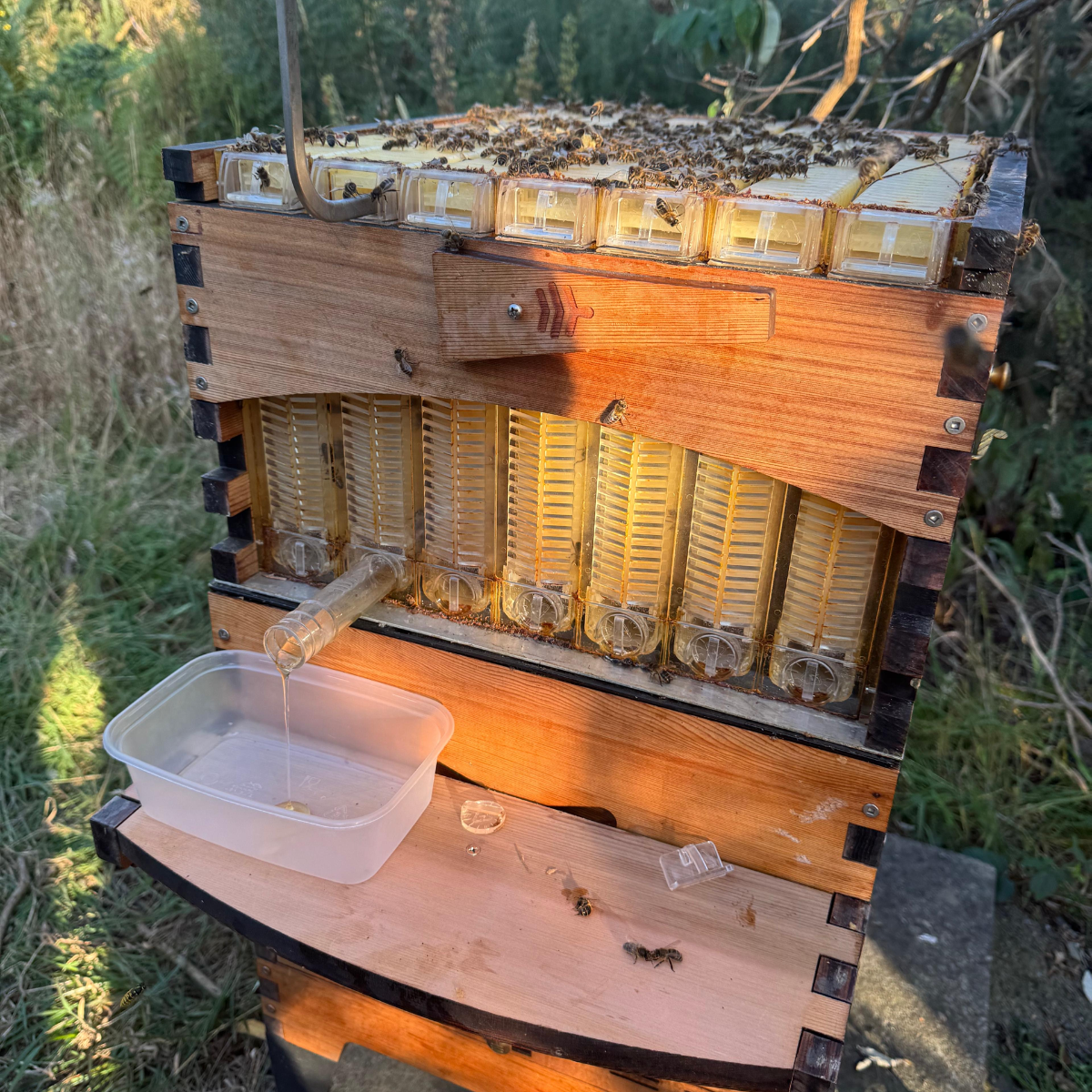 bunker honey.png