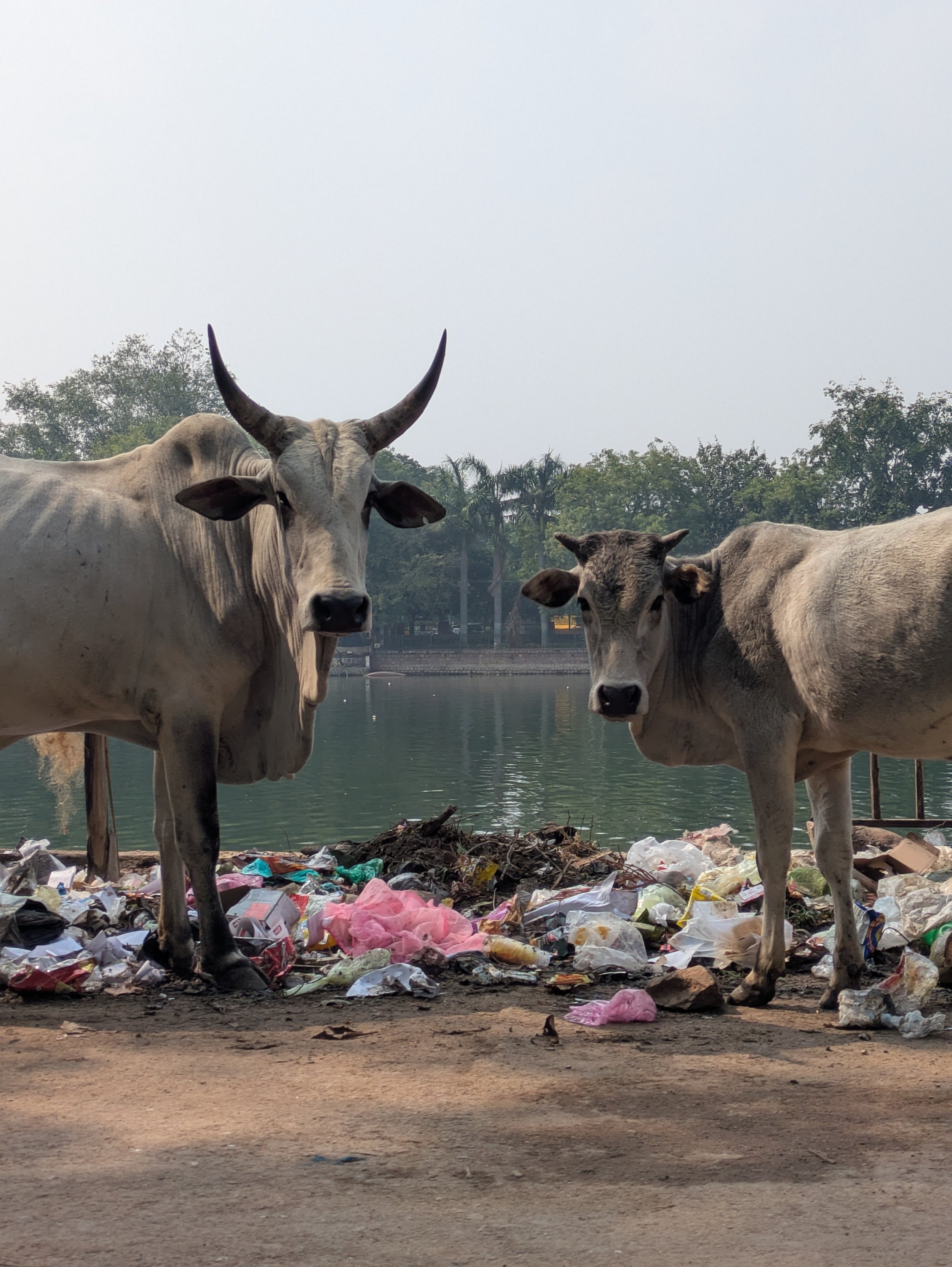 Contrast study: Trash Cow