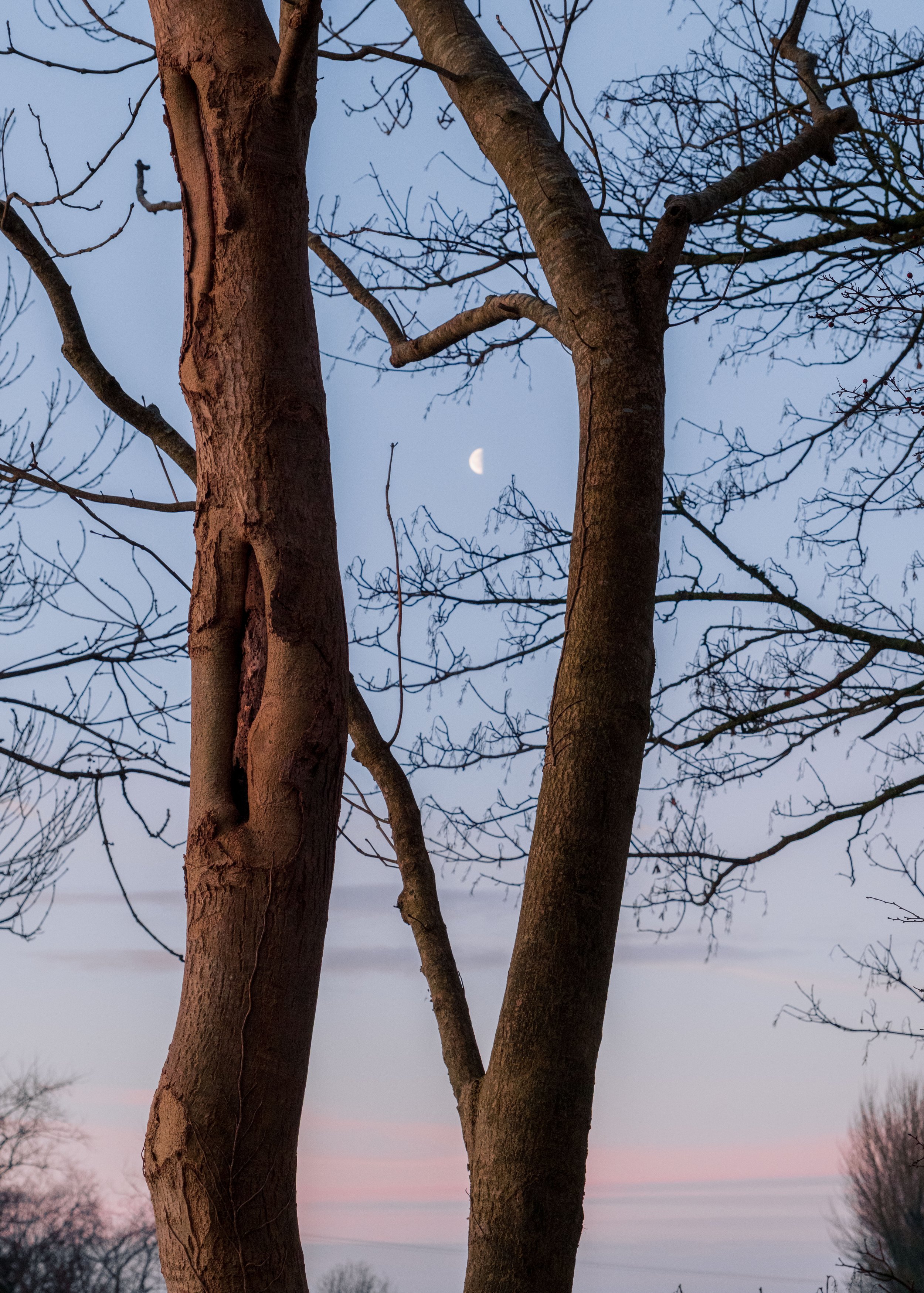 Frosty January Morning - Fujifilm X-H2 XF16-80mm-4.jpg